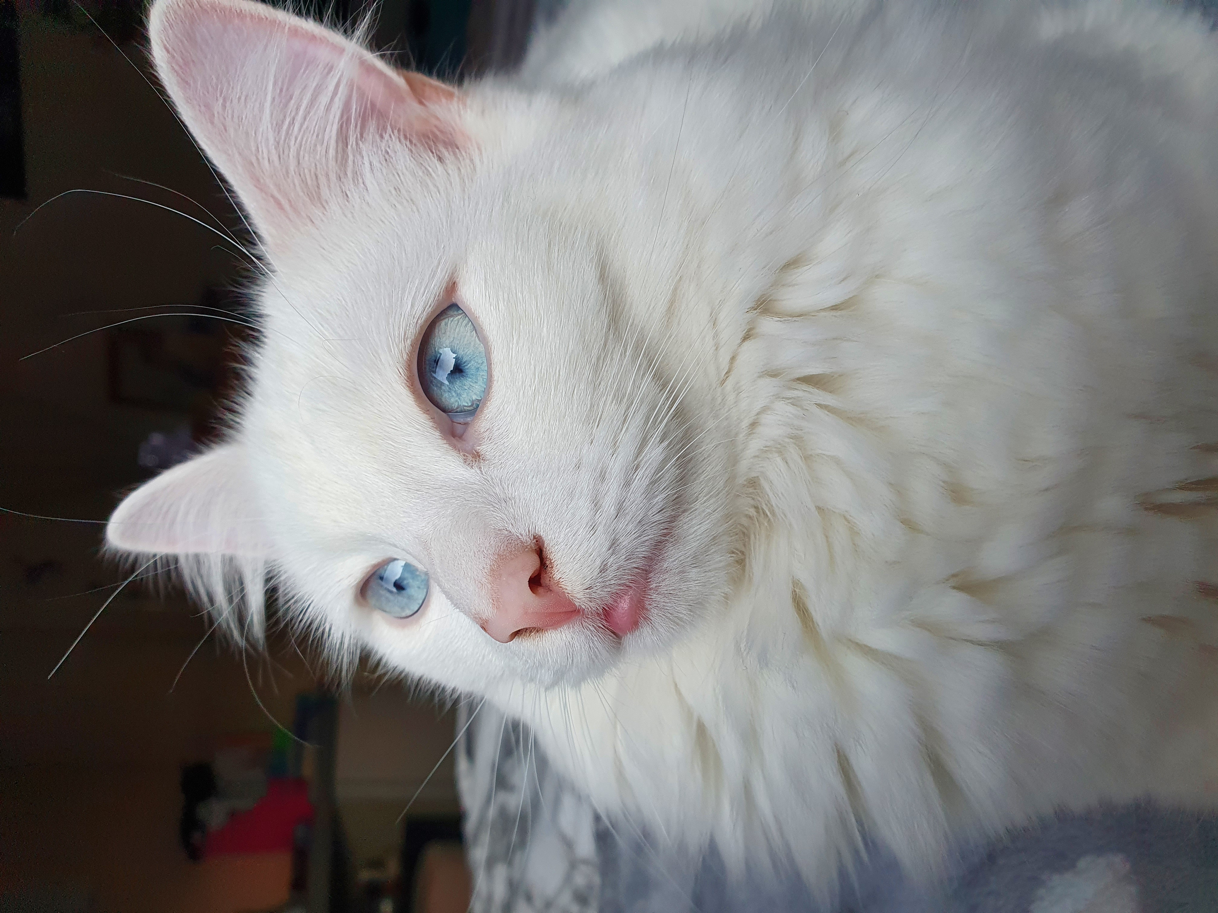 face of a white cat