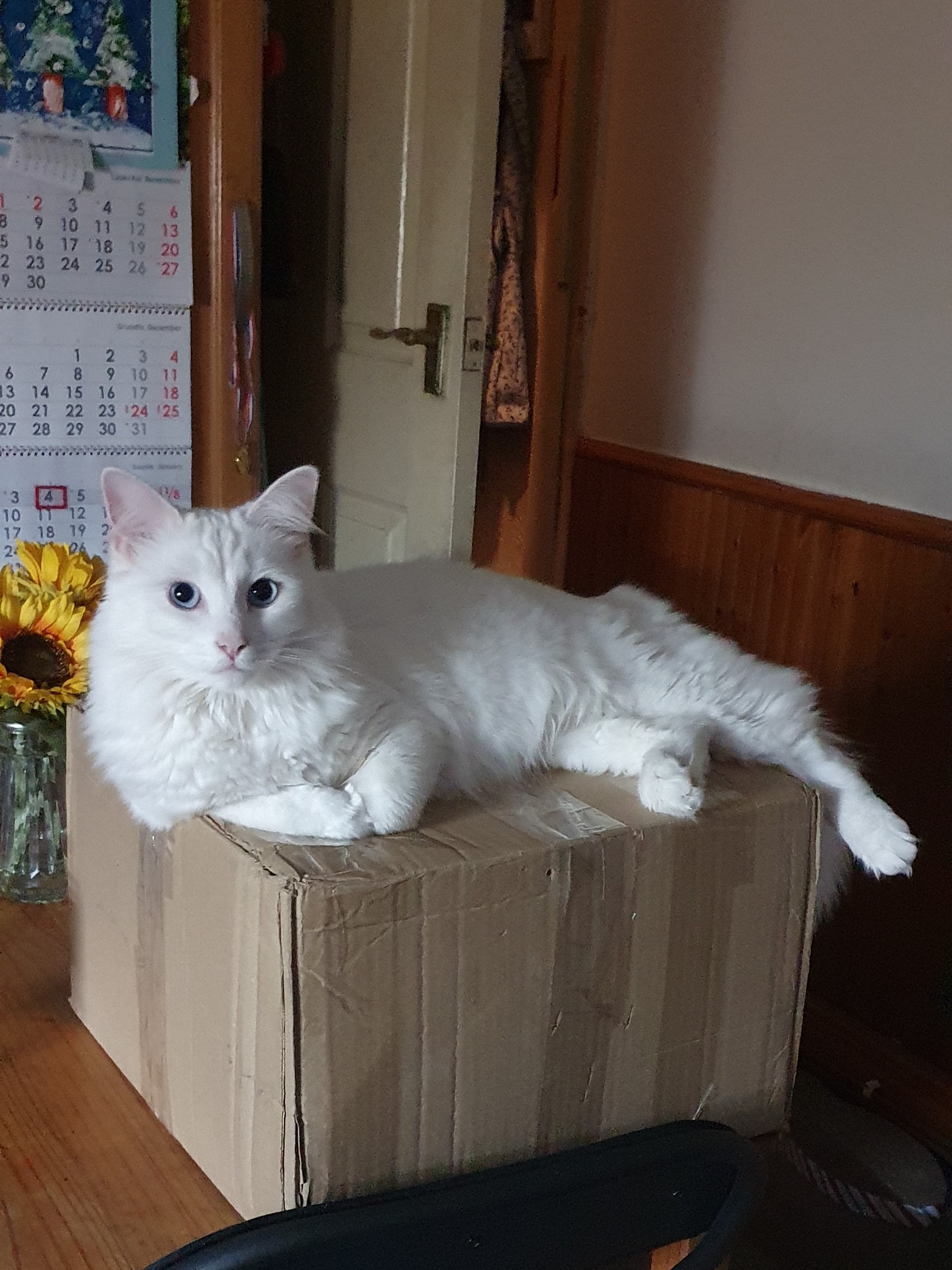 cat on the box