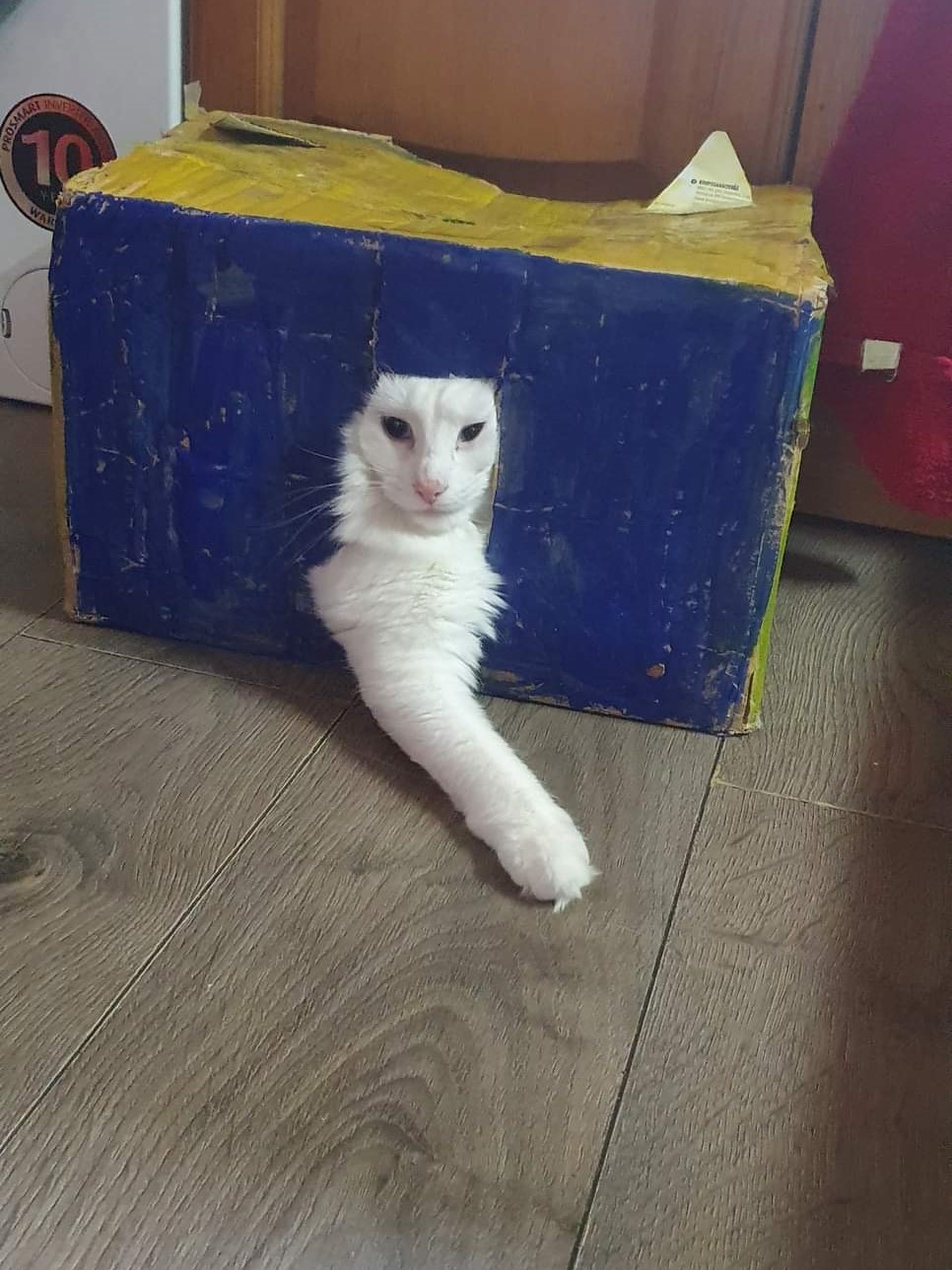 cat in the box