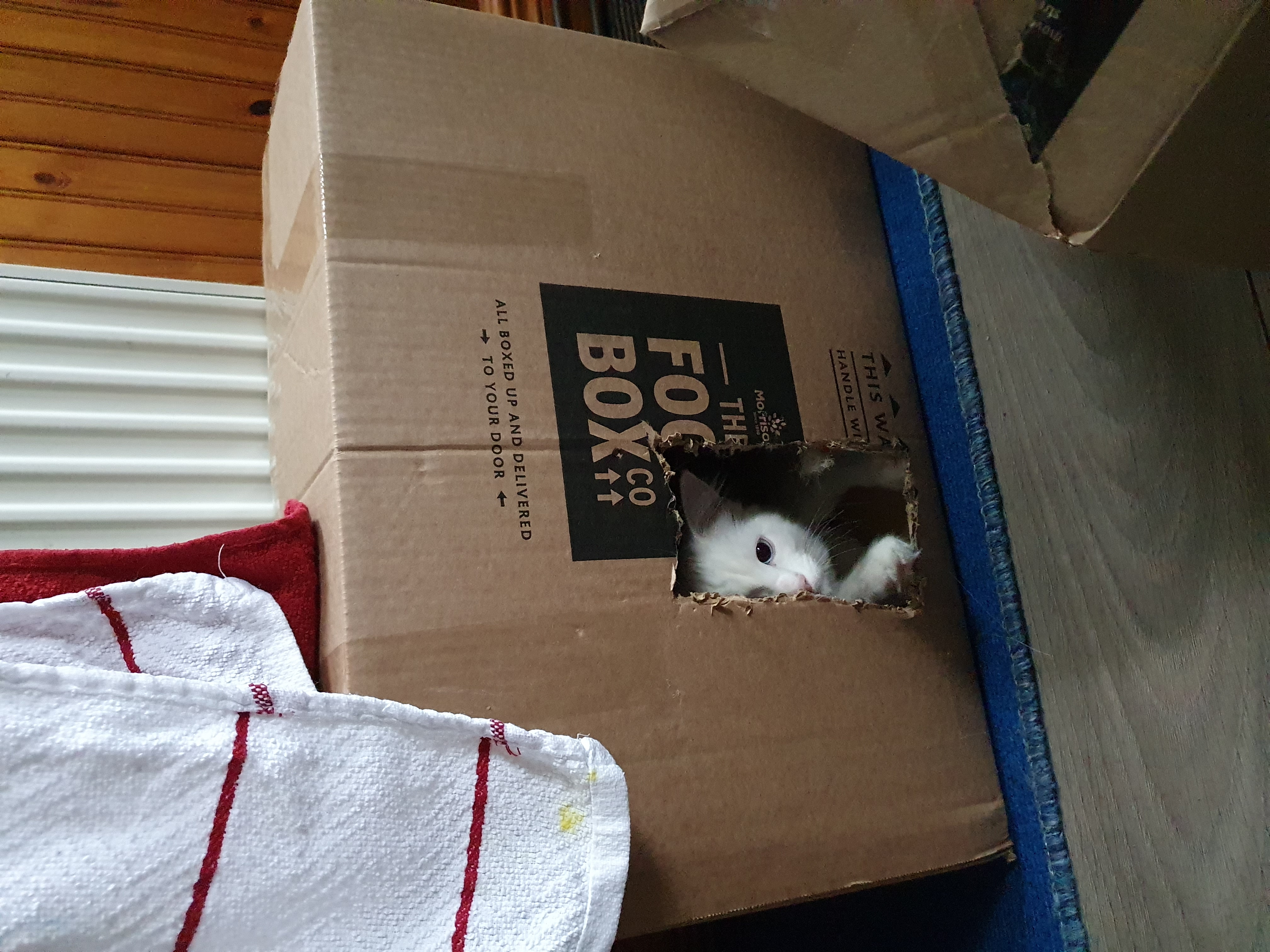 cat in the box