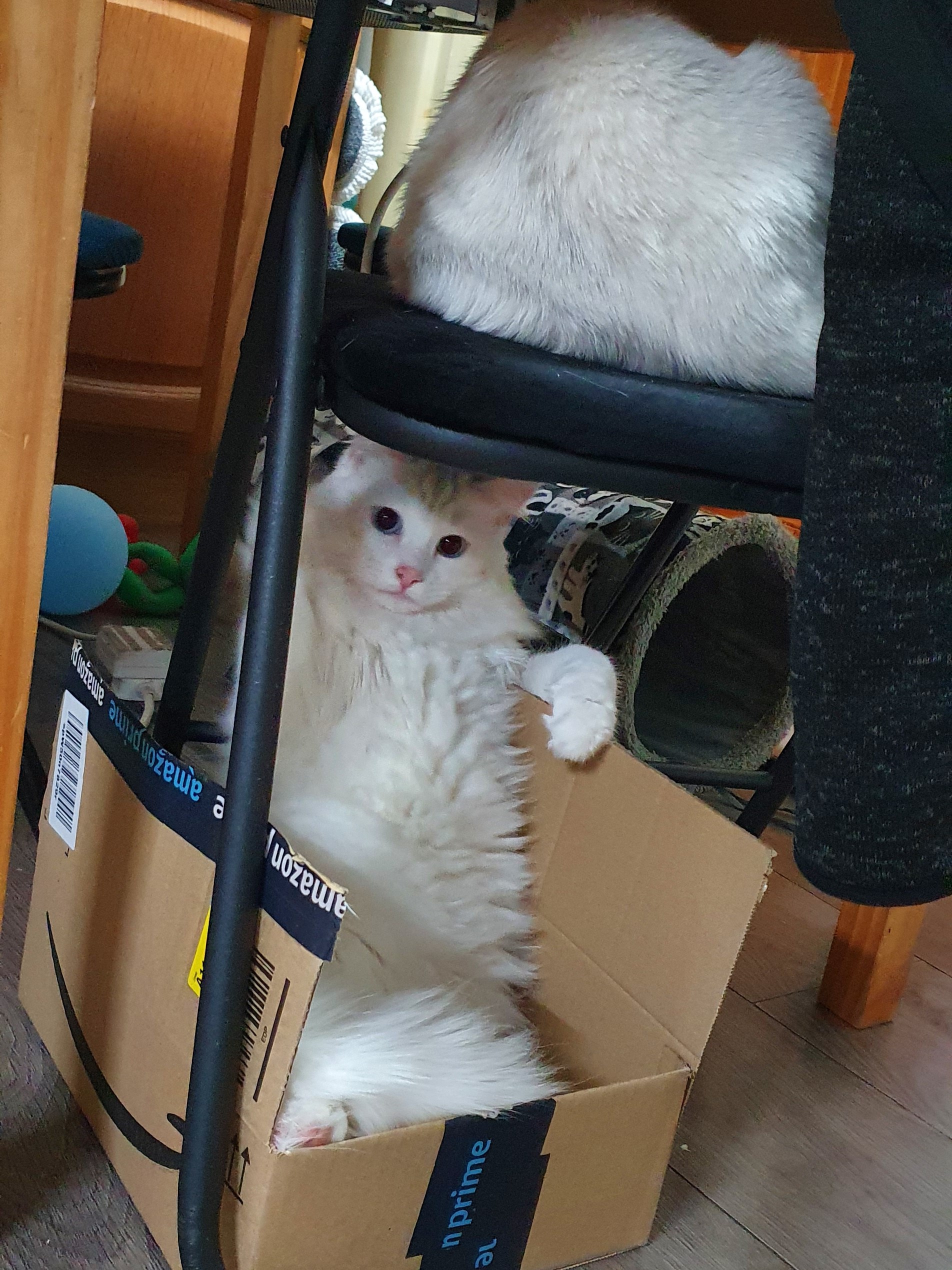 cat in the box