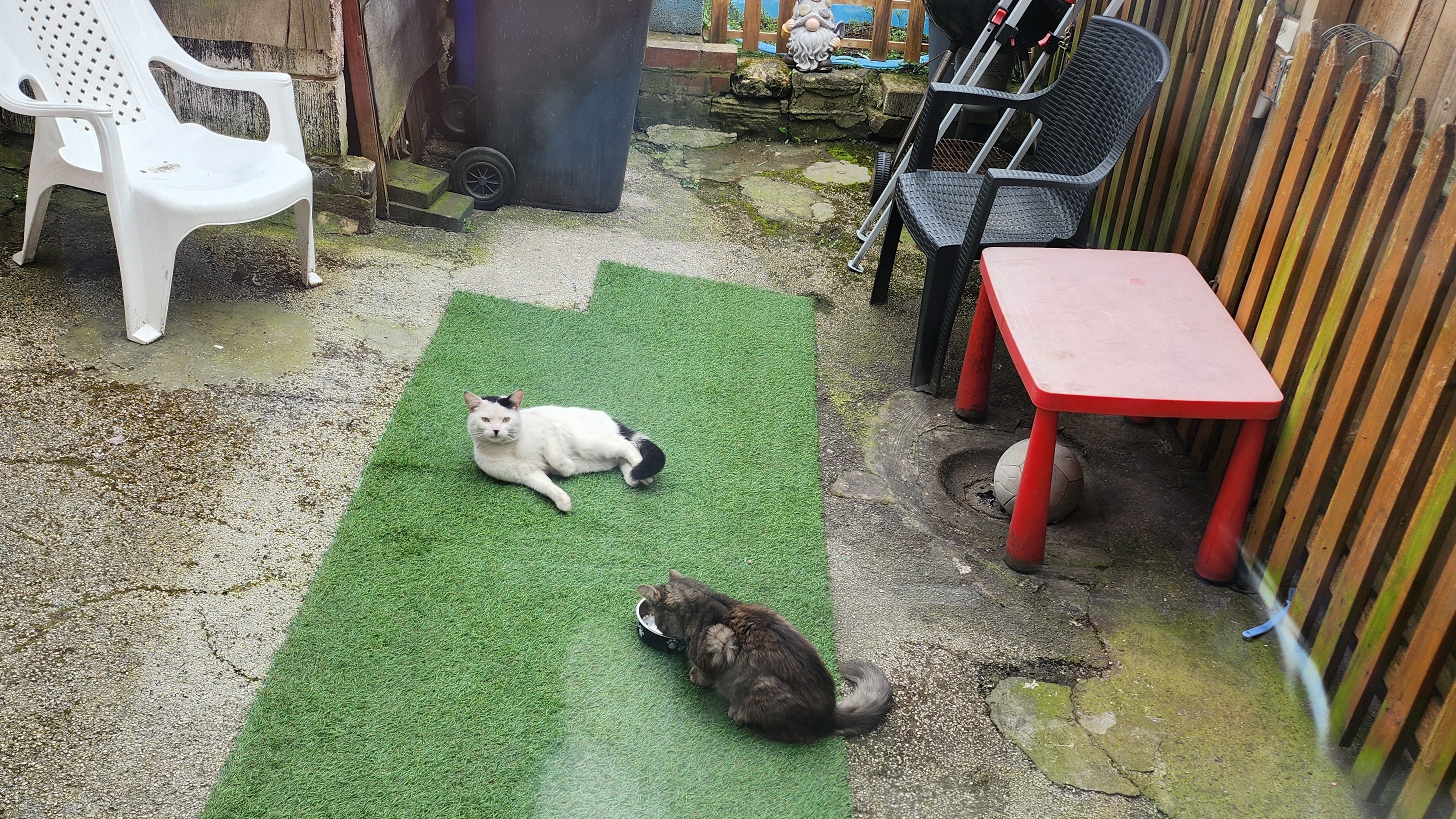 white cat lying