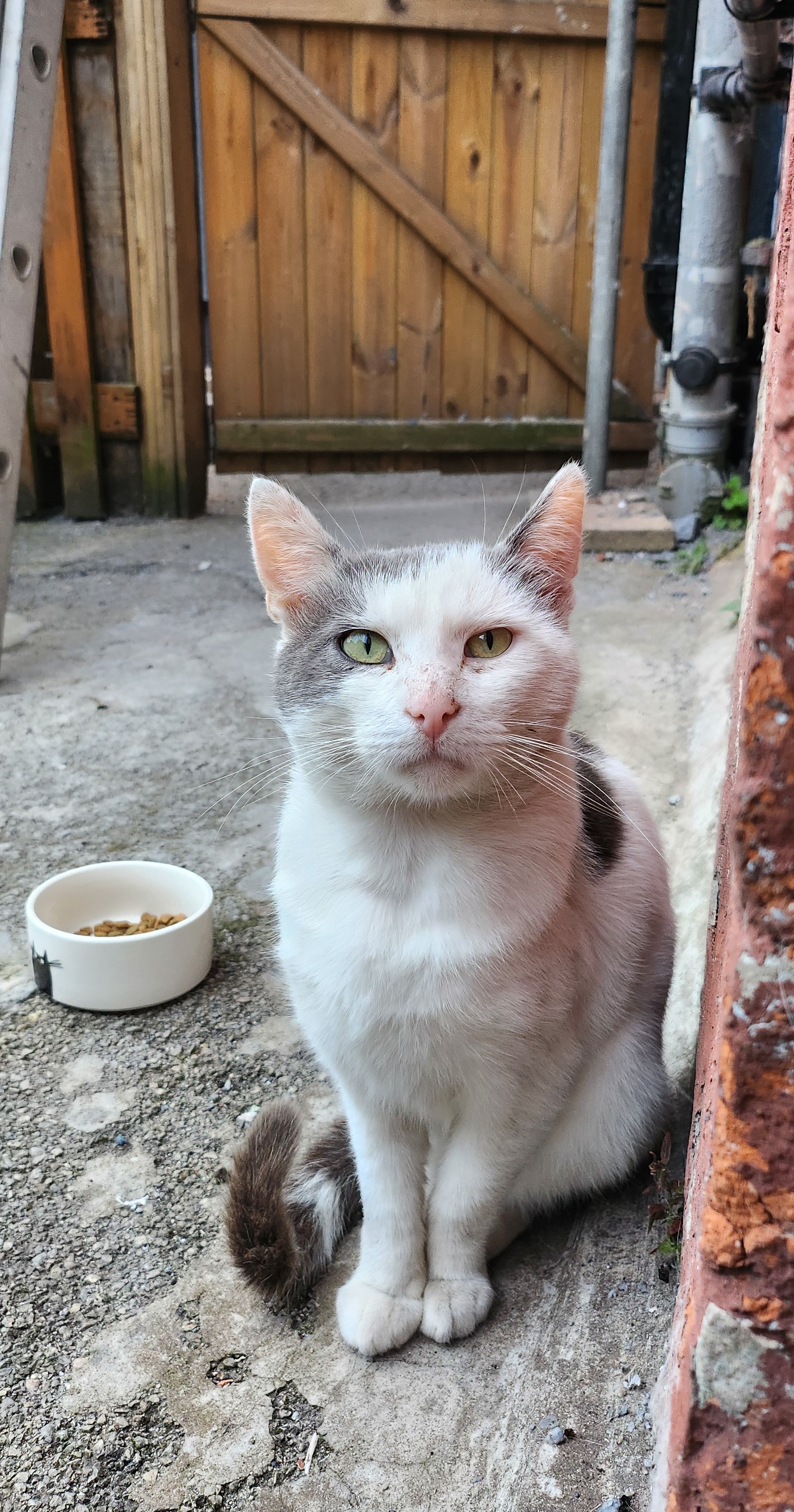 white cat lying
