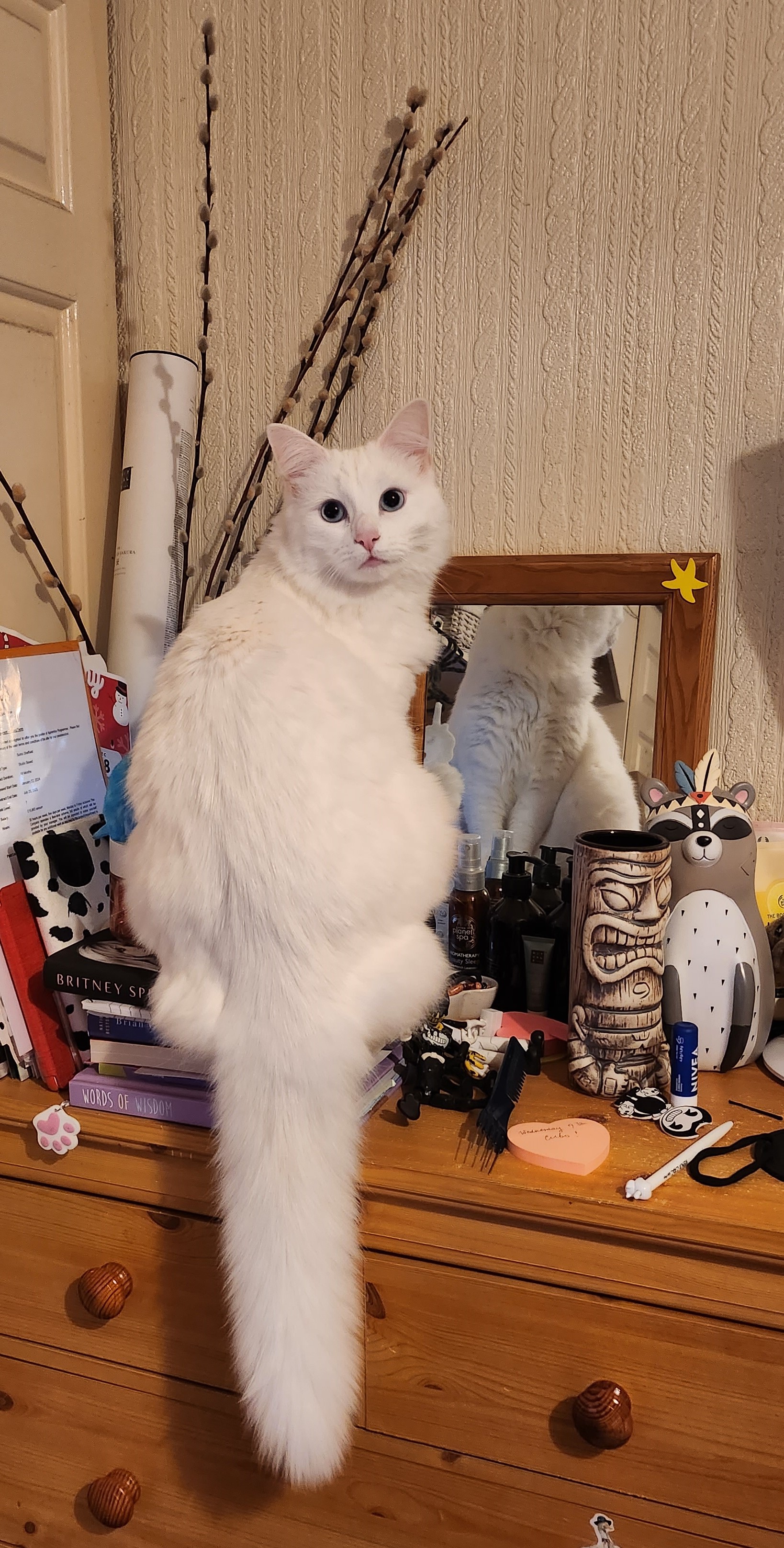 cat in a cat-tree