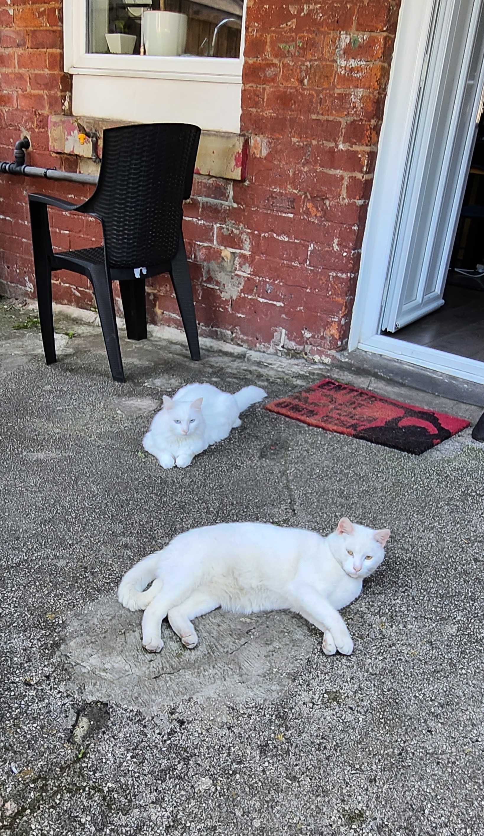 cat sleeping