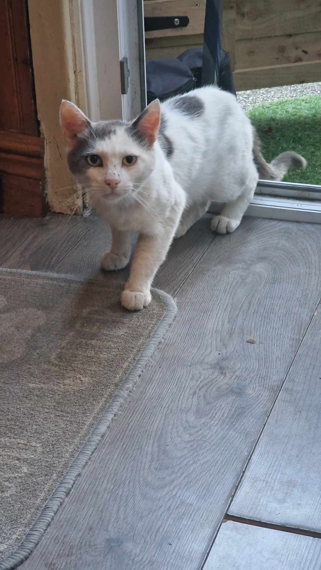 white cat lying