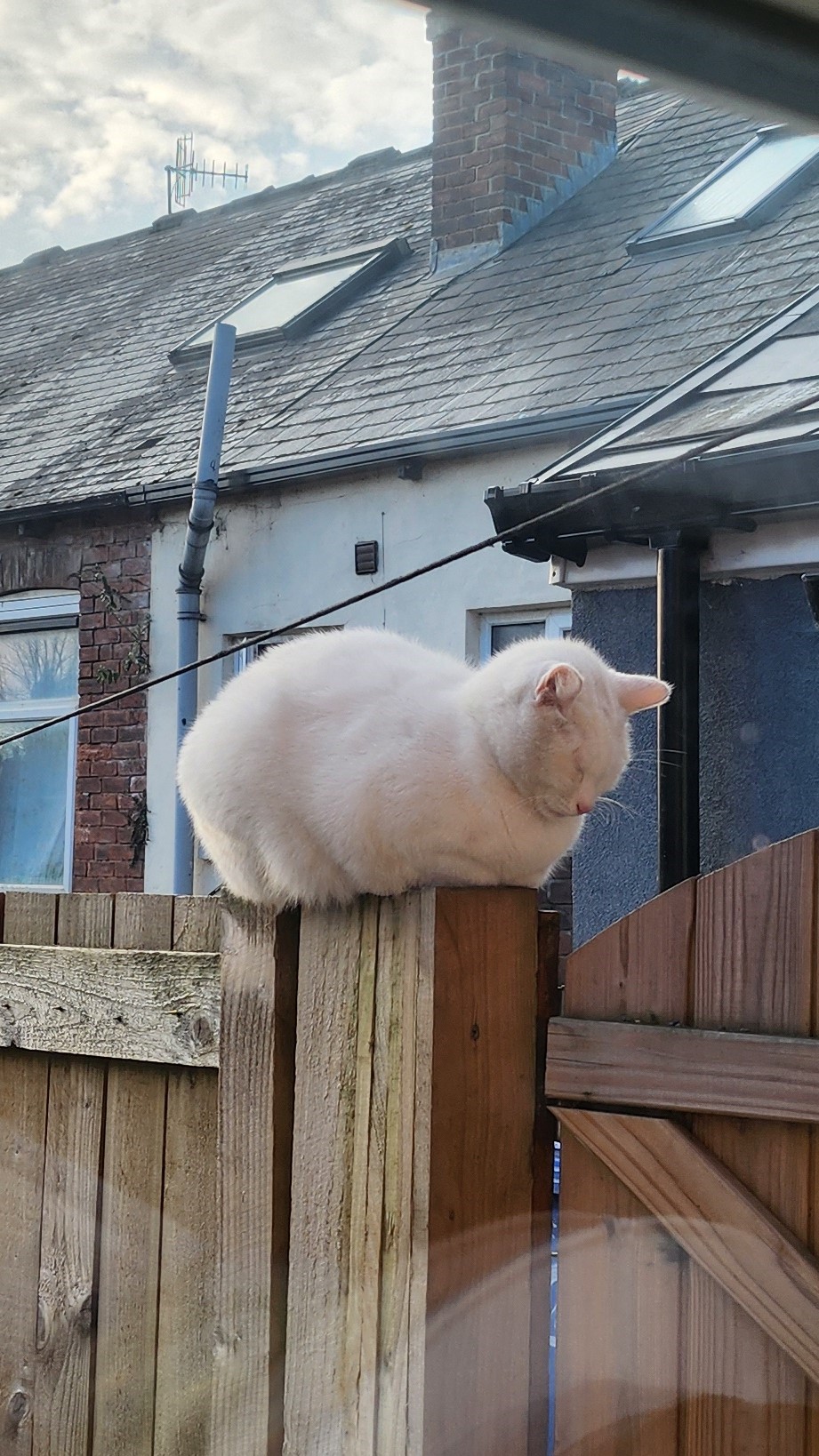 toilet loaf