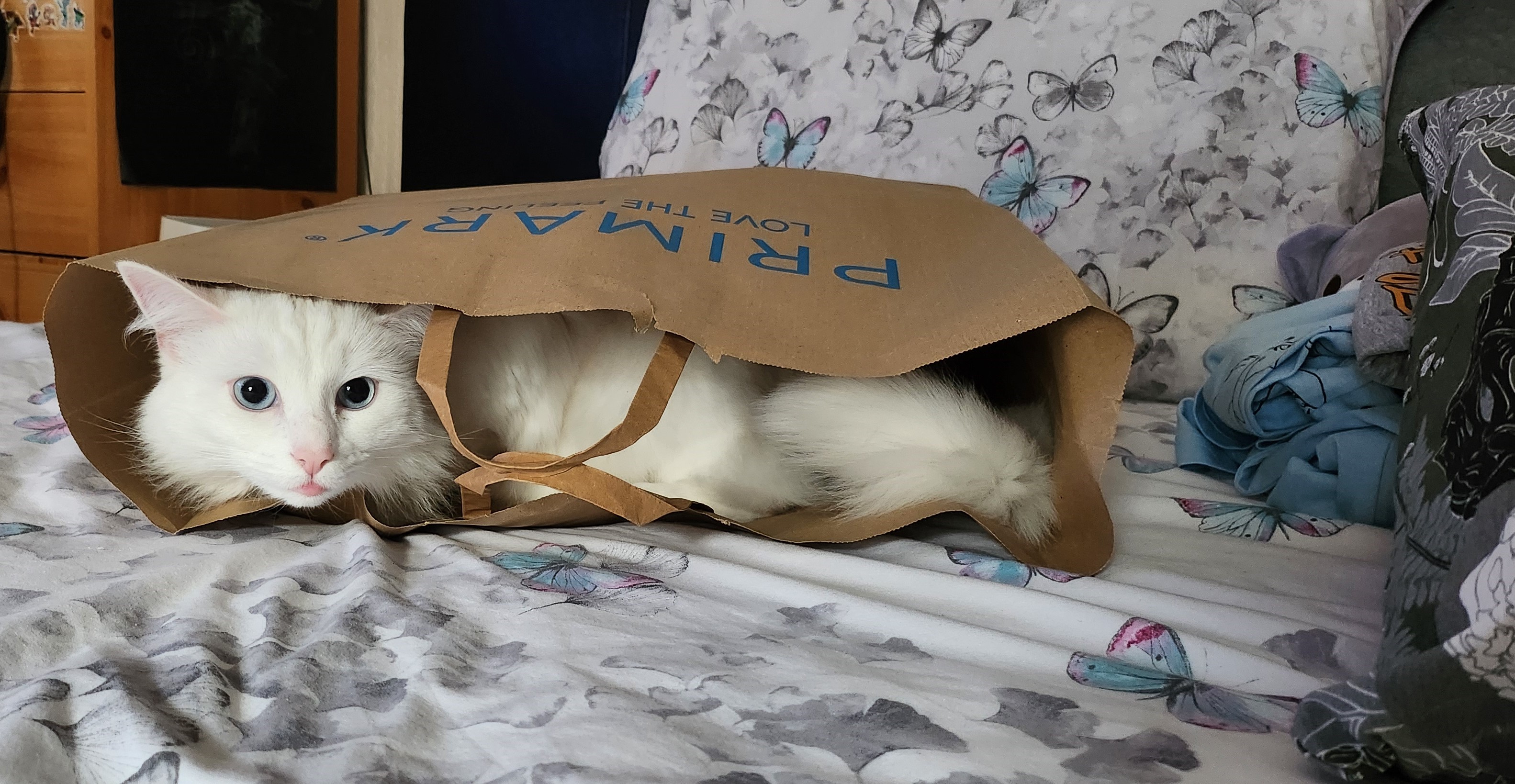 cat in the box