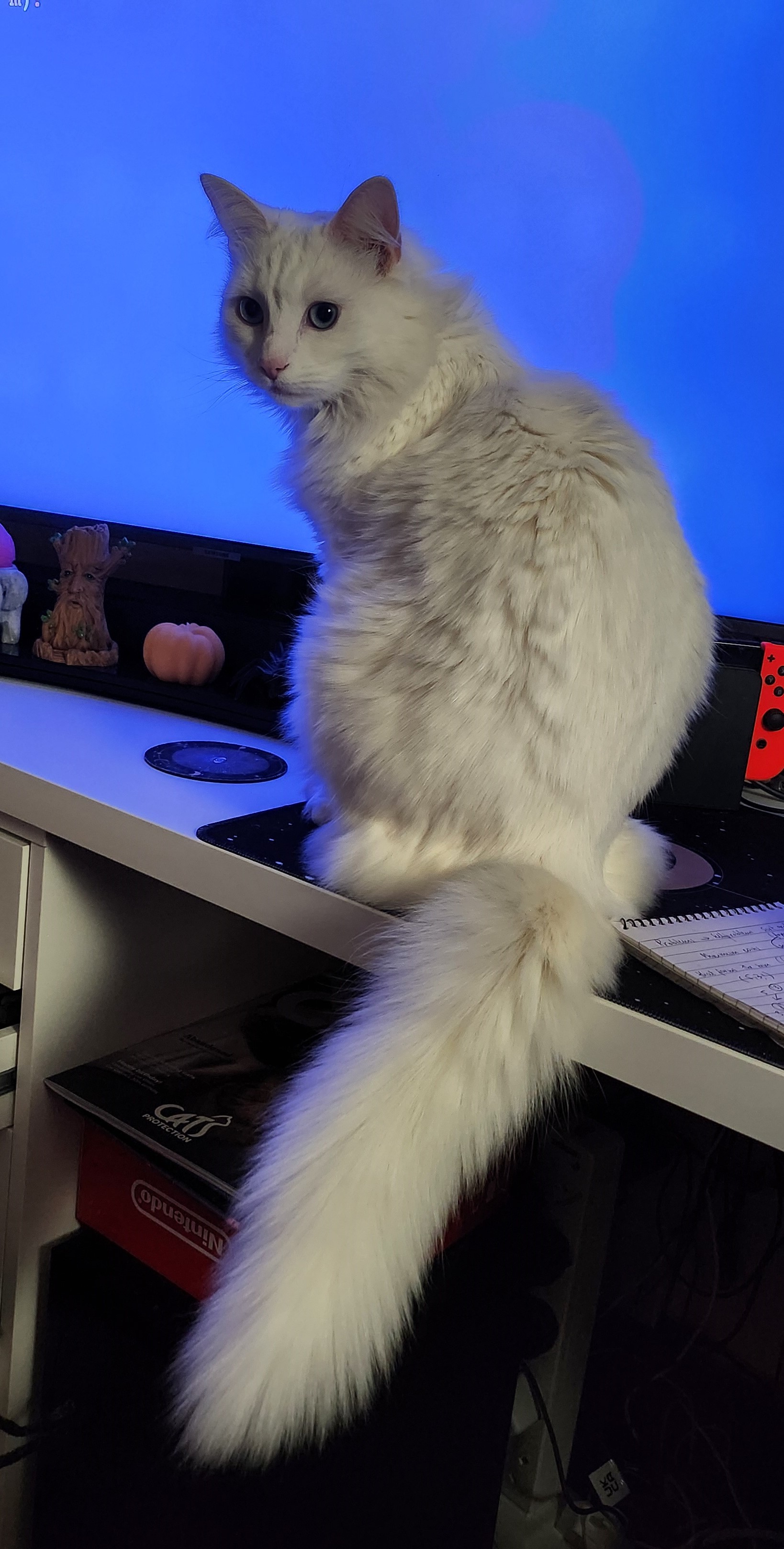 cat in a cat-tree