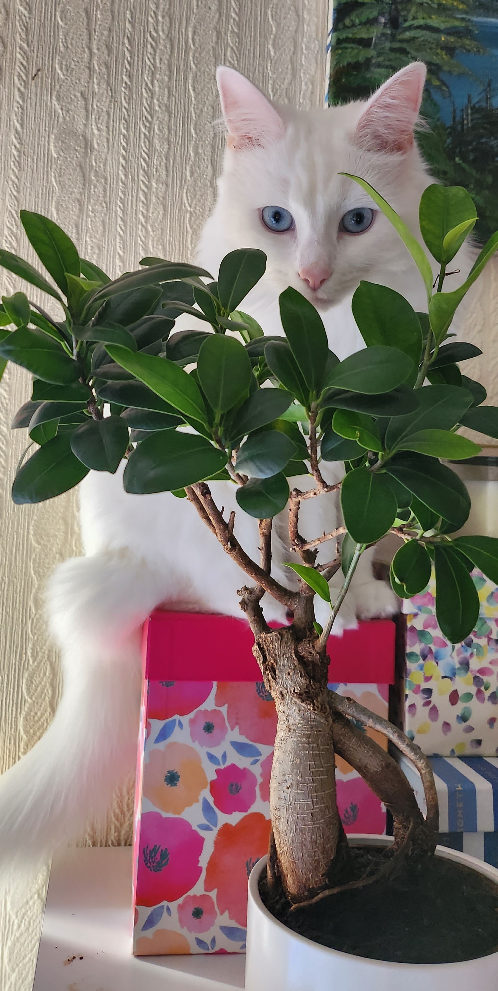 cat in a cat-tree