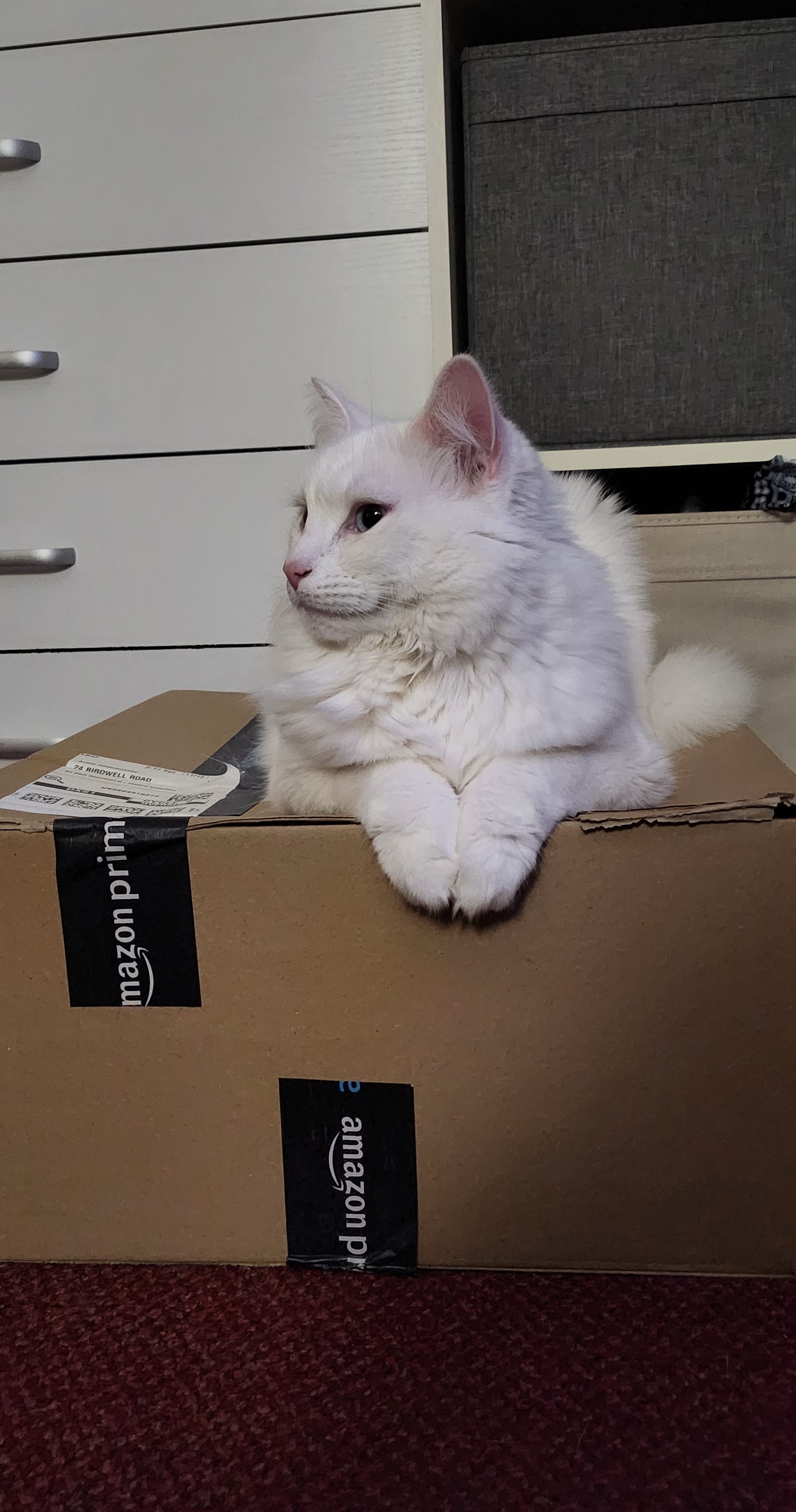 cat in the box