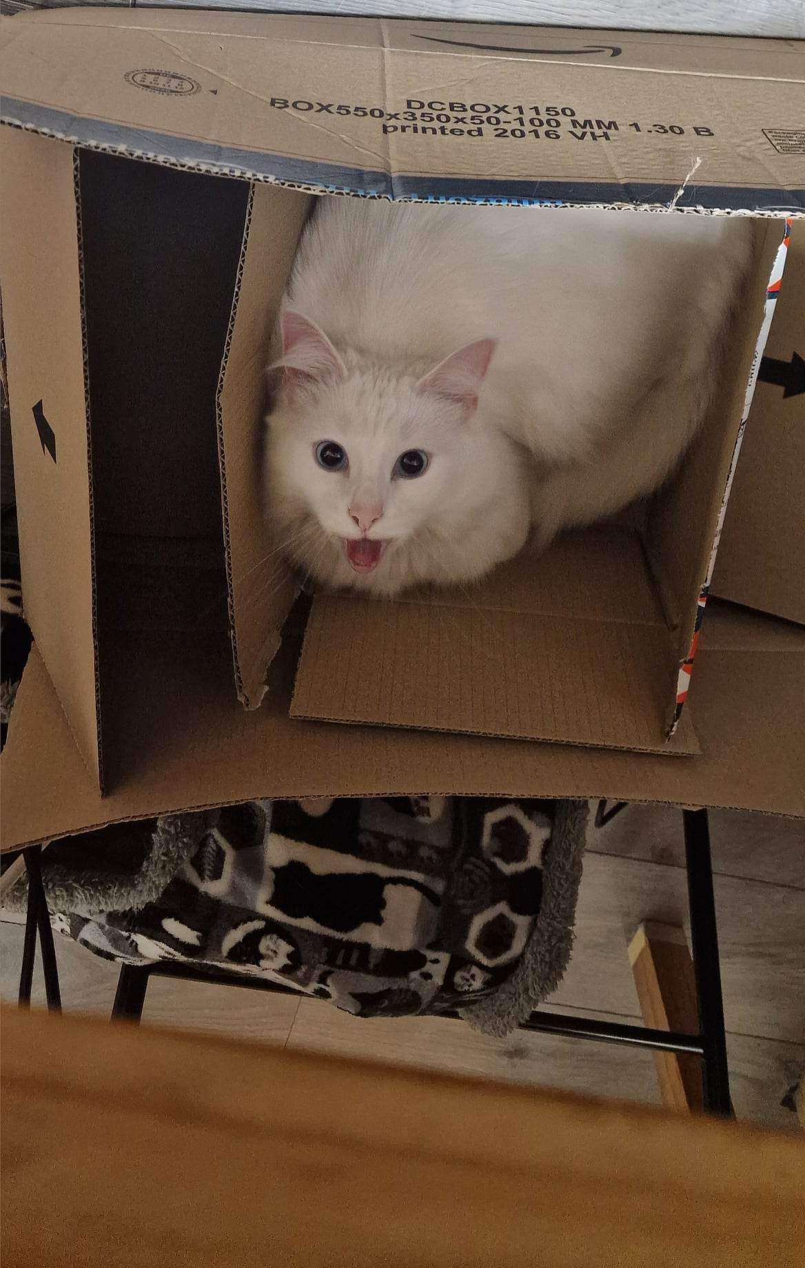 cat in the box