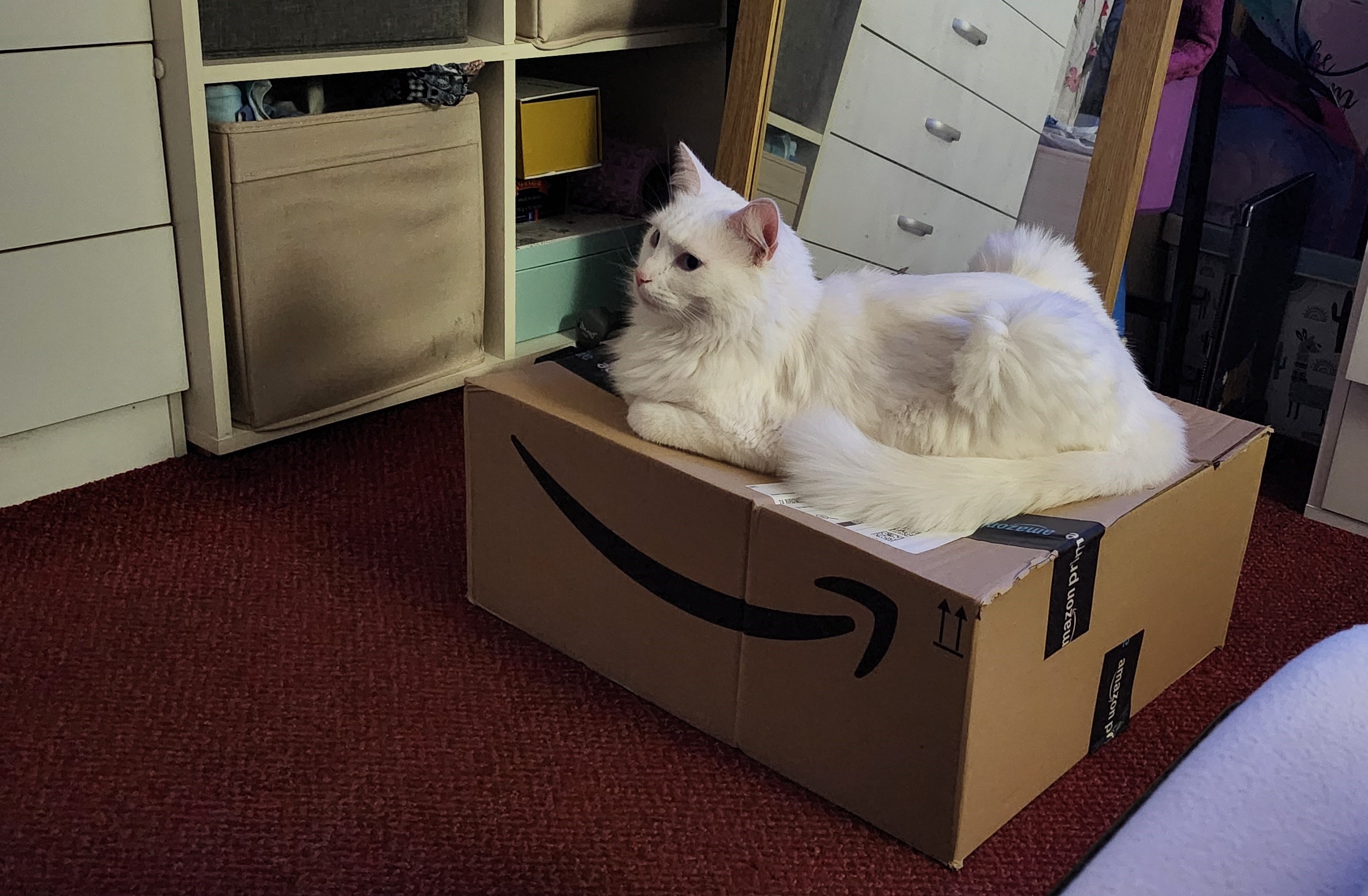cat in the box