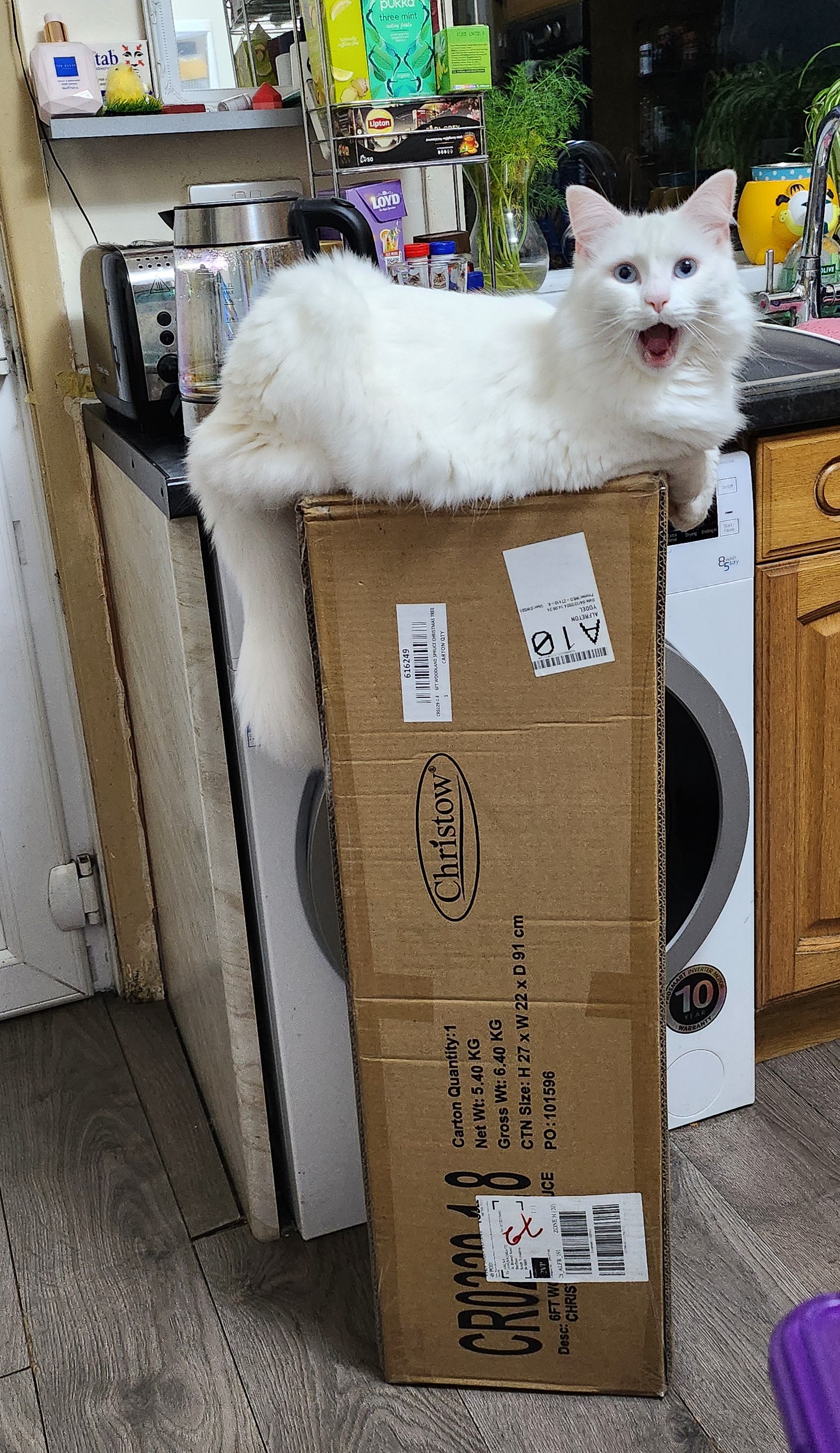 cat in the box
