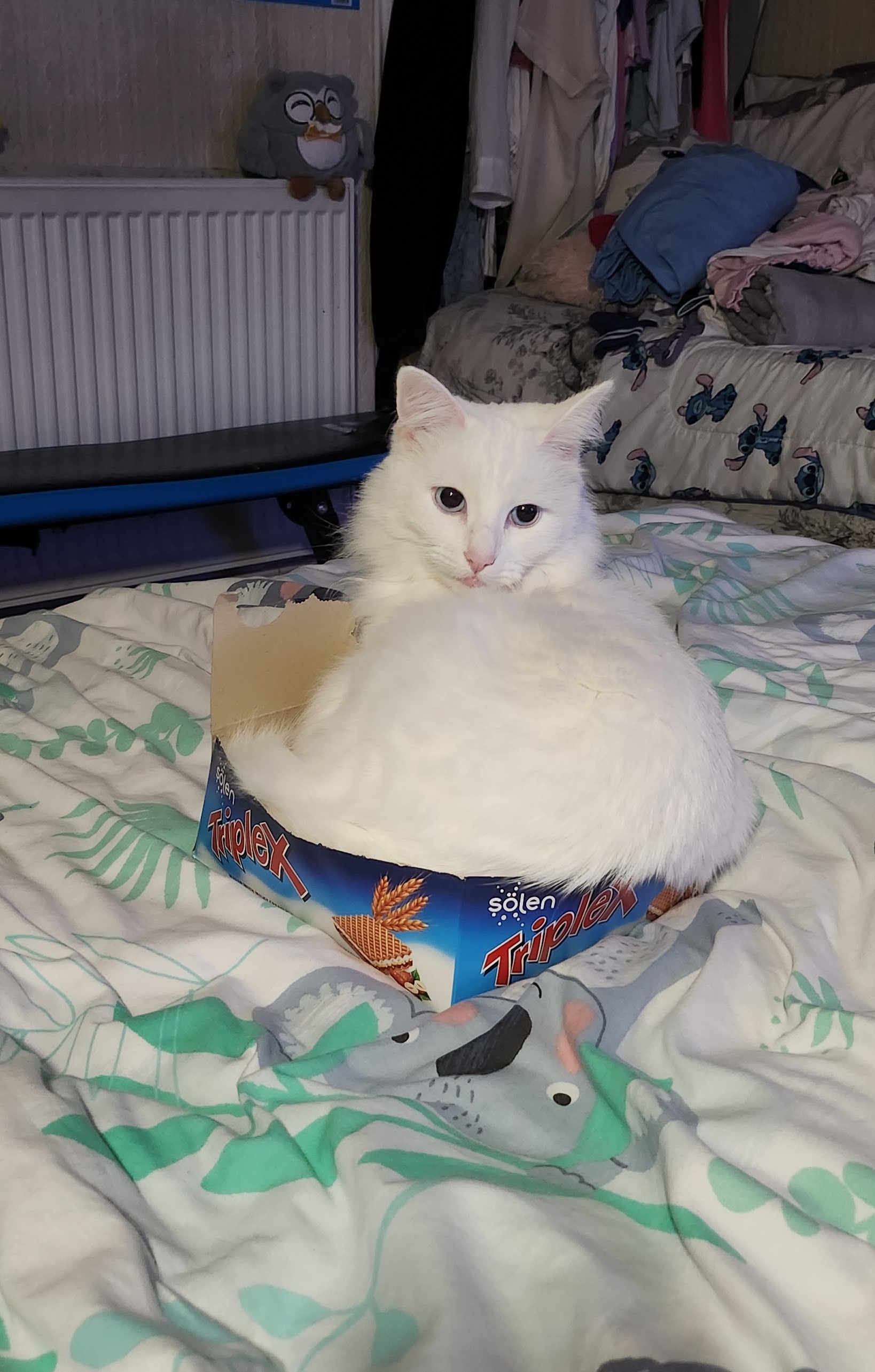 cat in the box