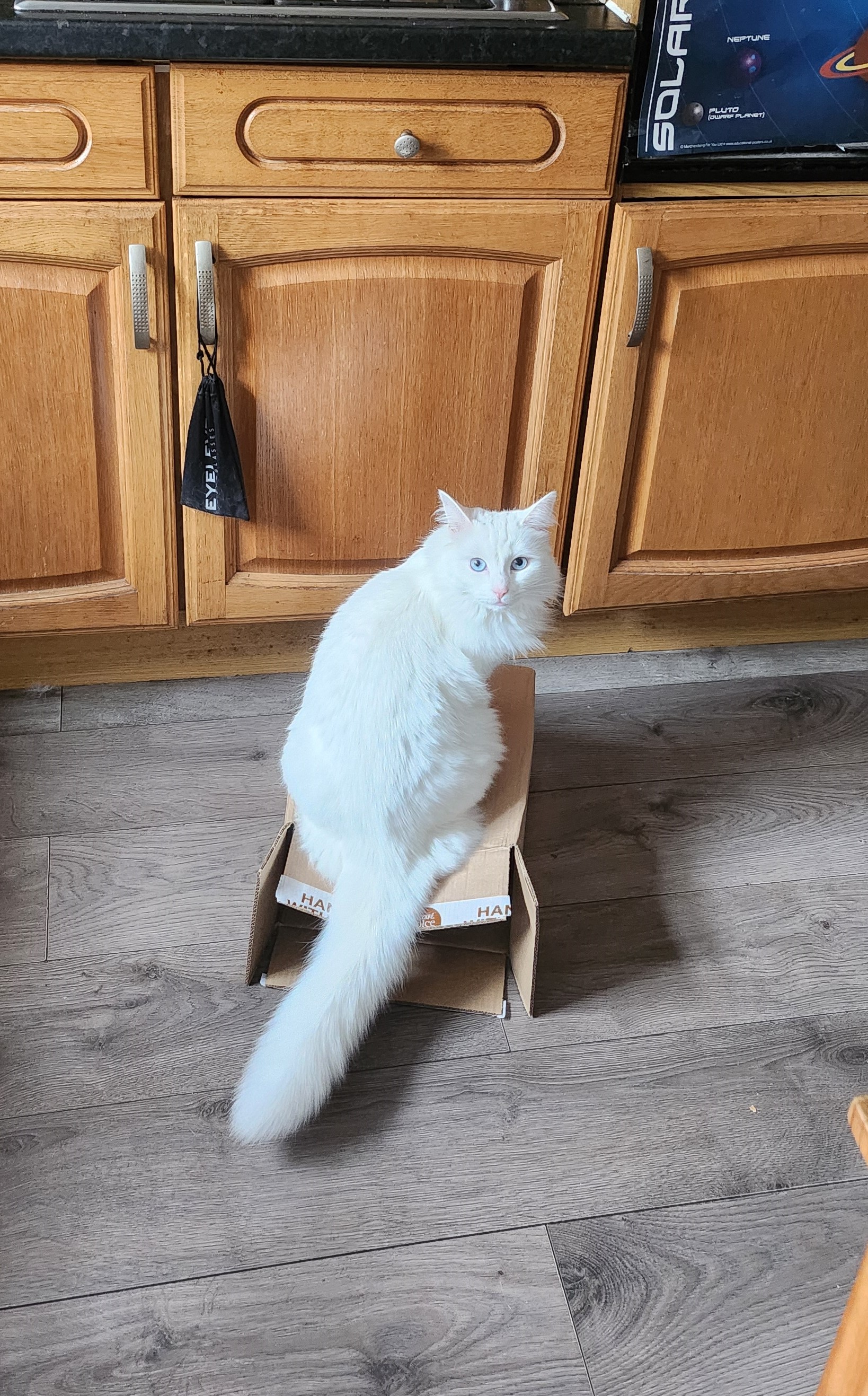 cat in the box