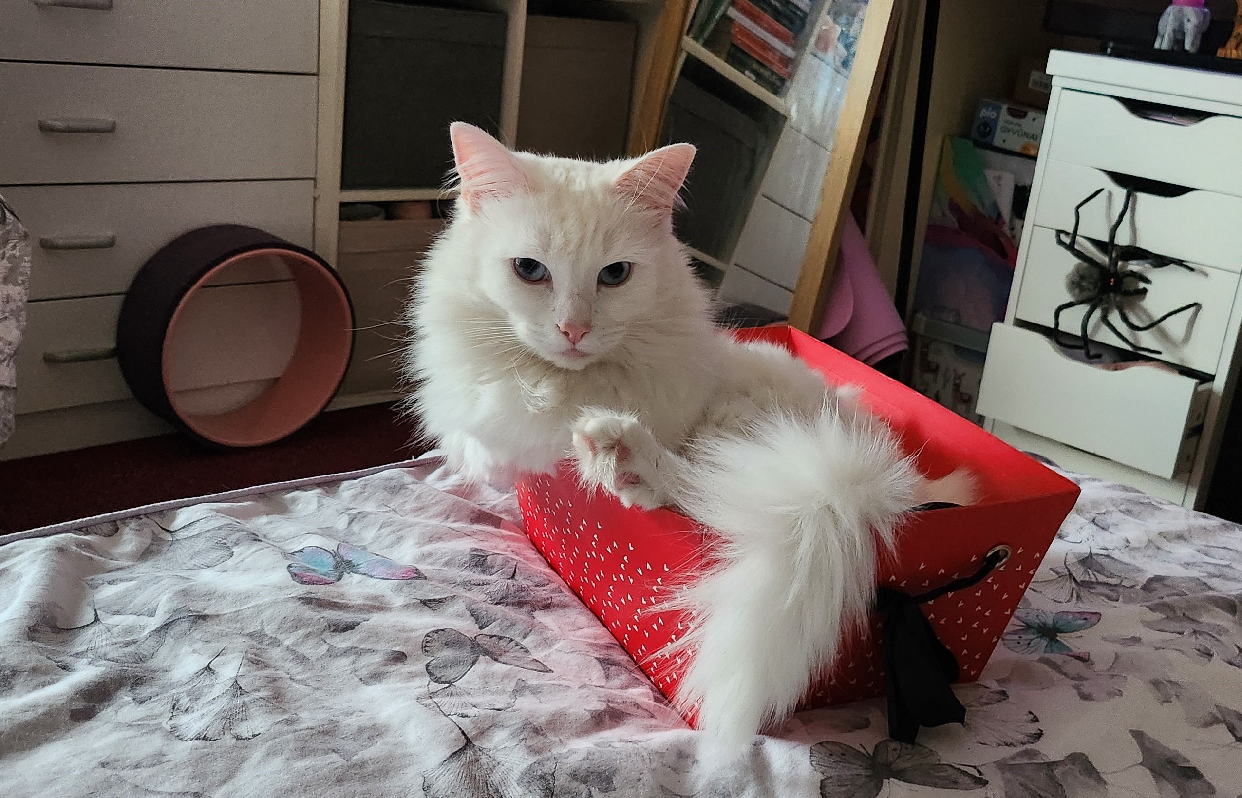 cat in the box
