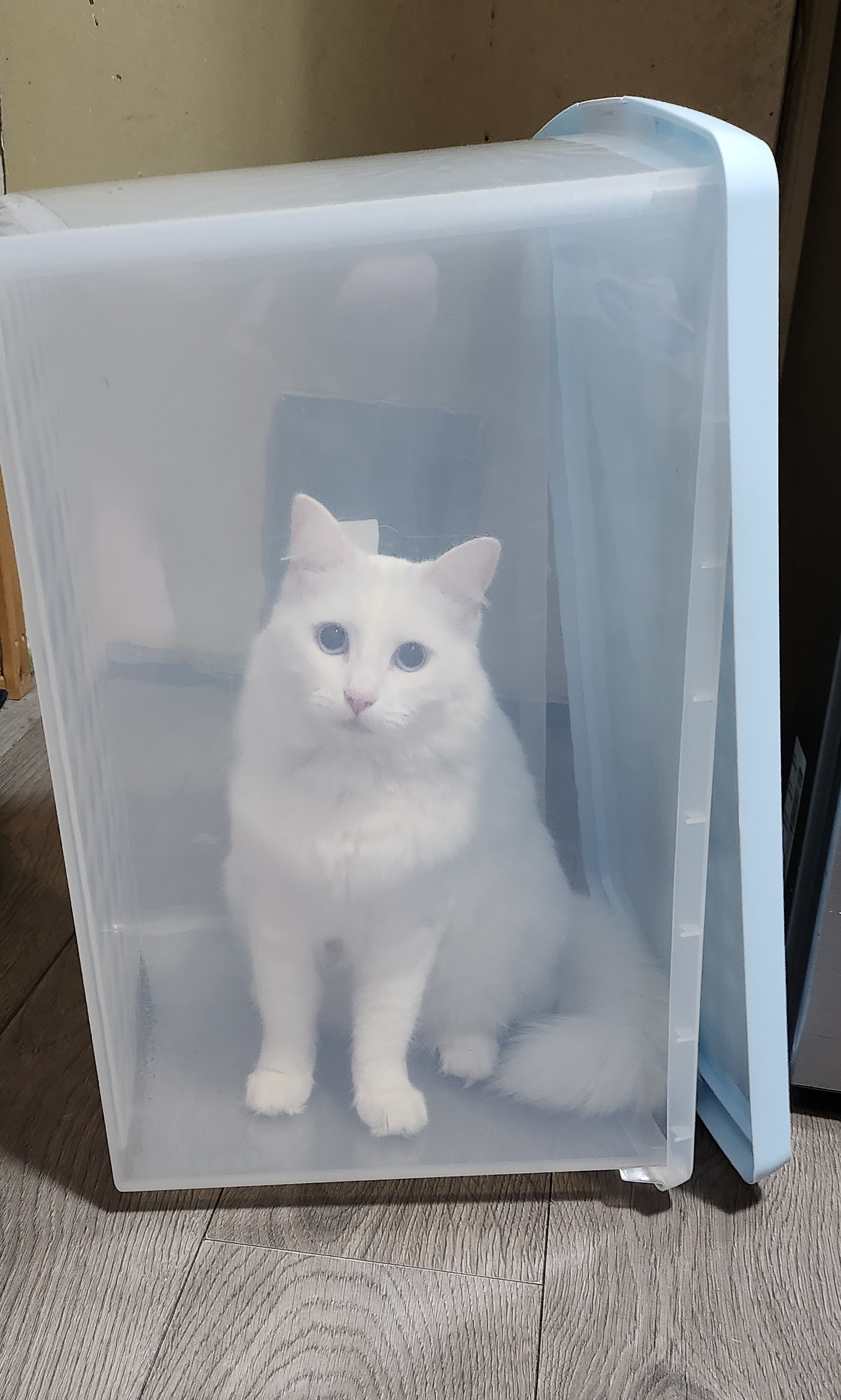 cat in the box
