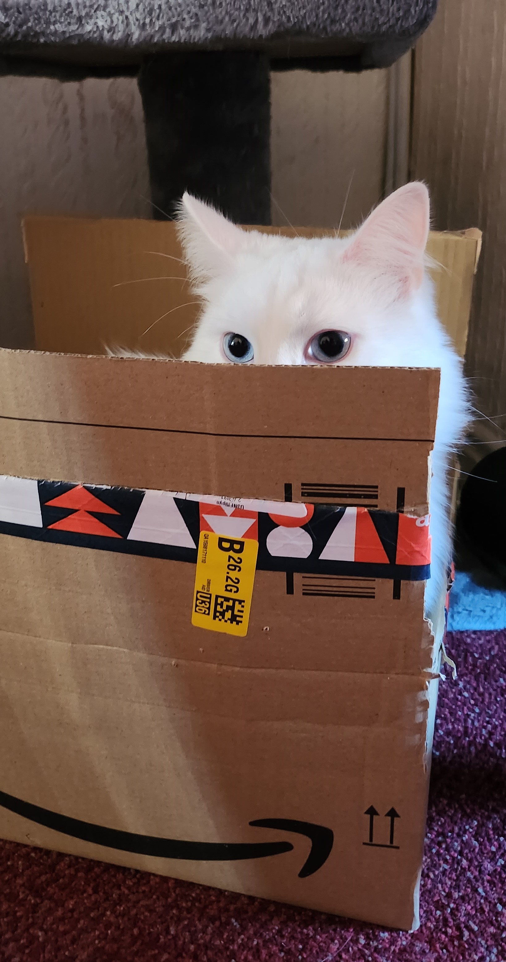cat in the box