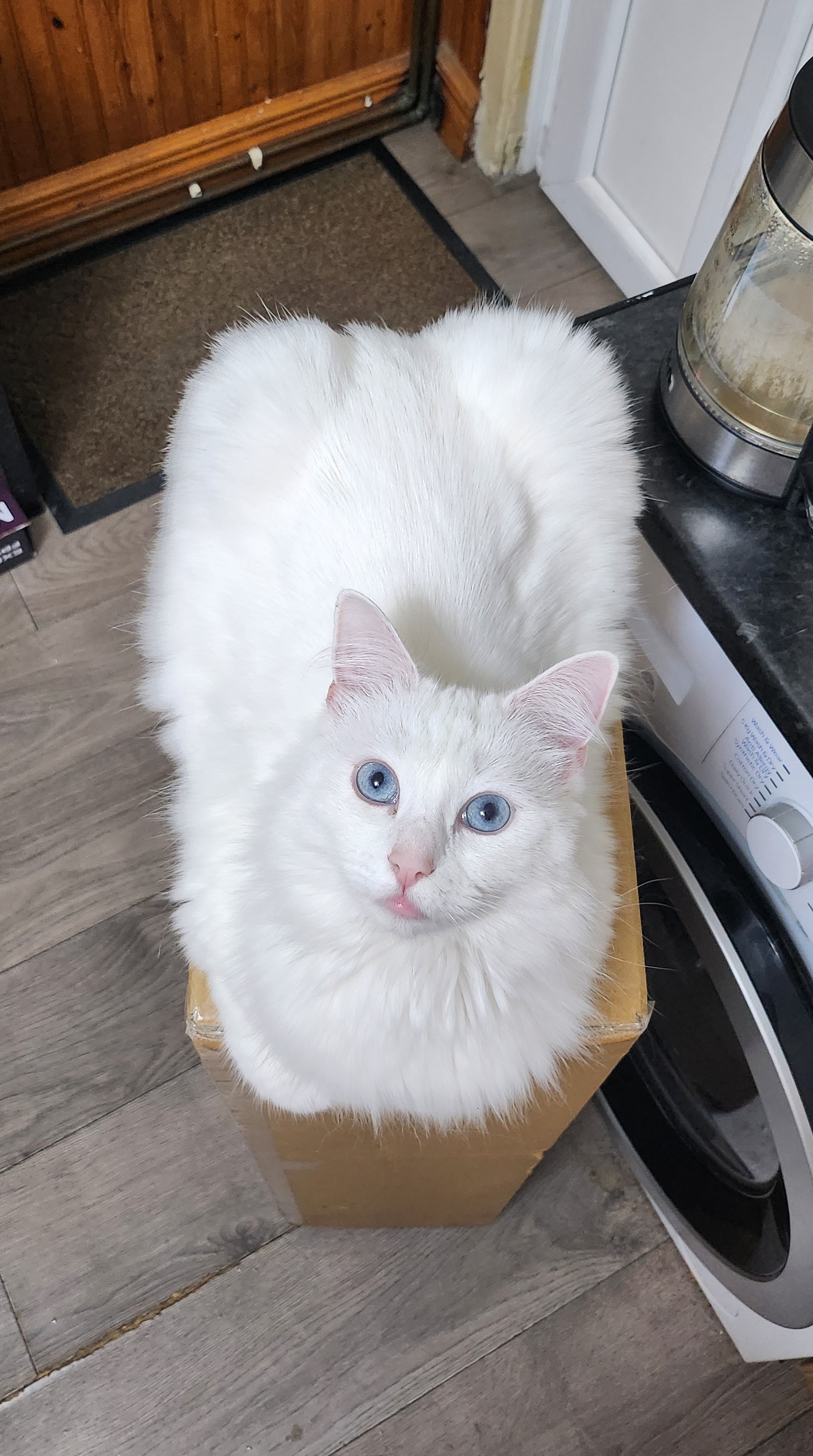 toilet loaf