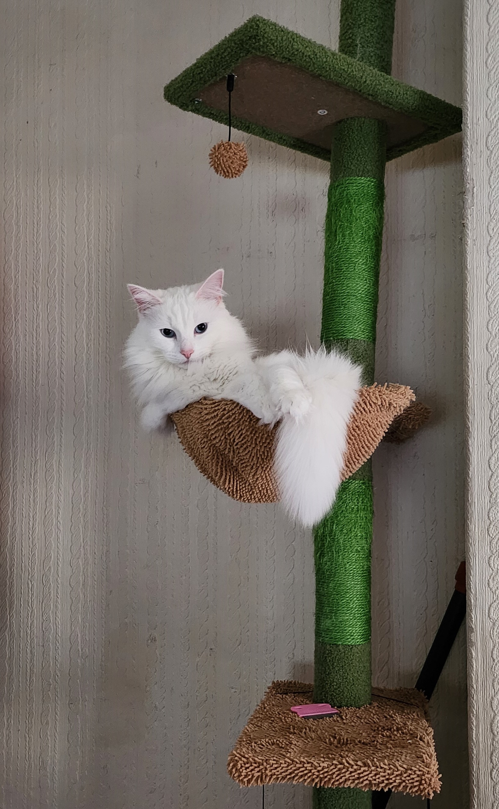 cat in a cat-tree