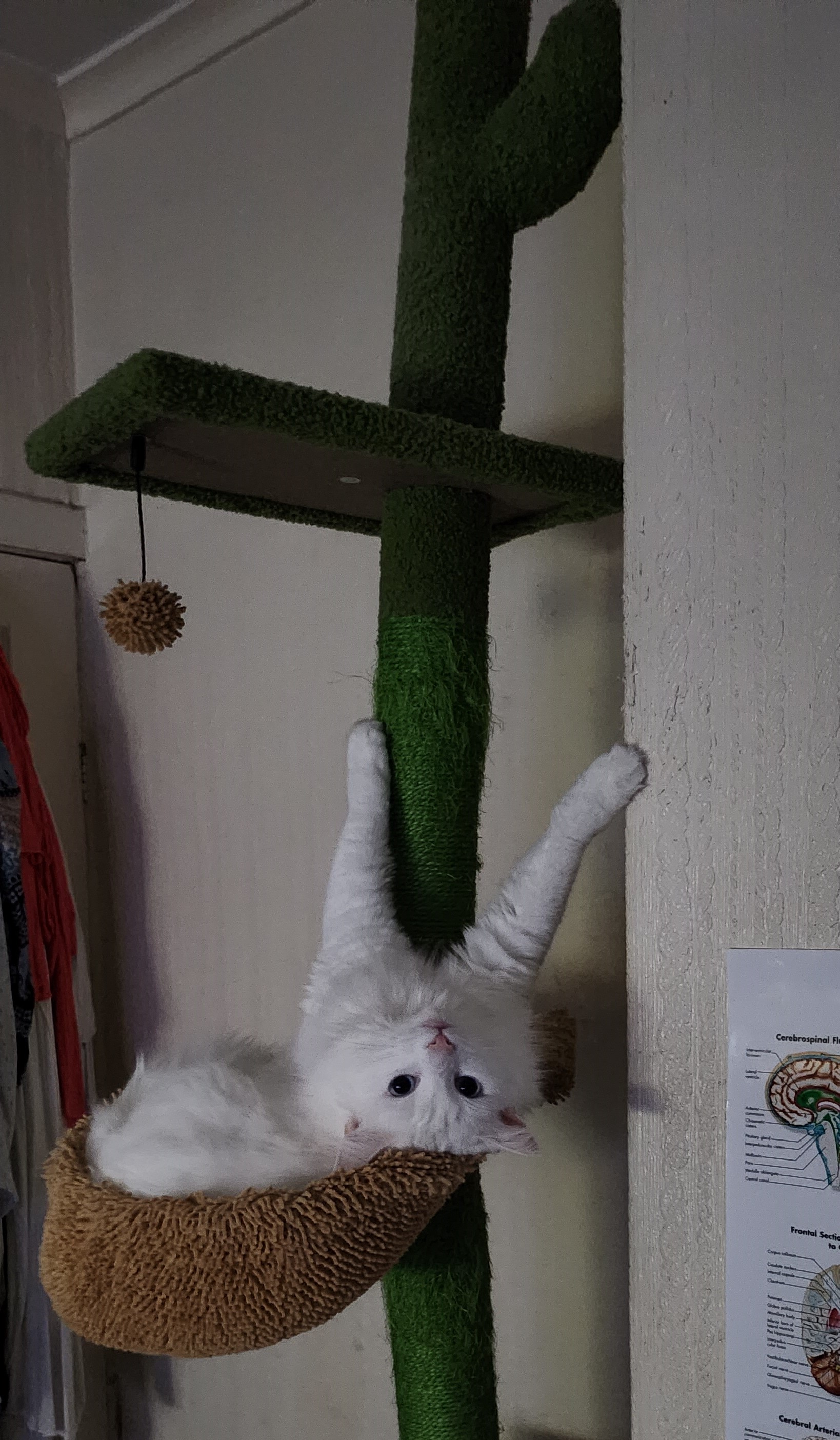 cat in a cat-tree
