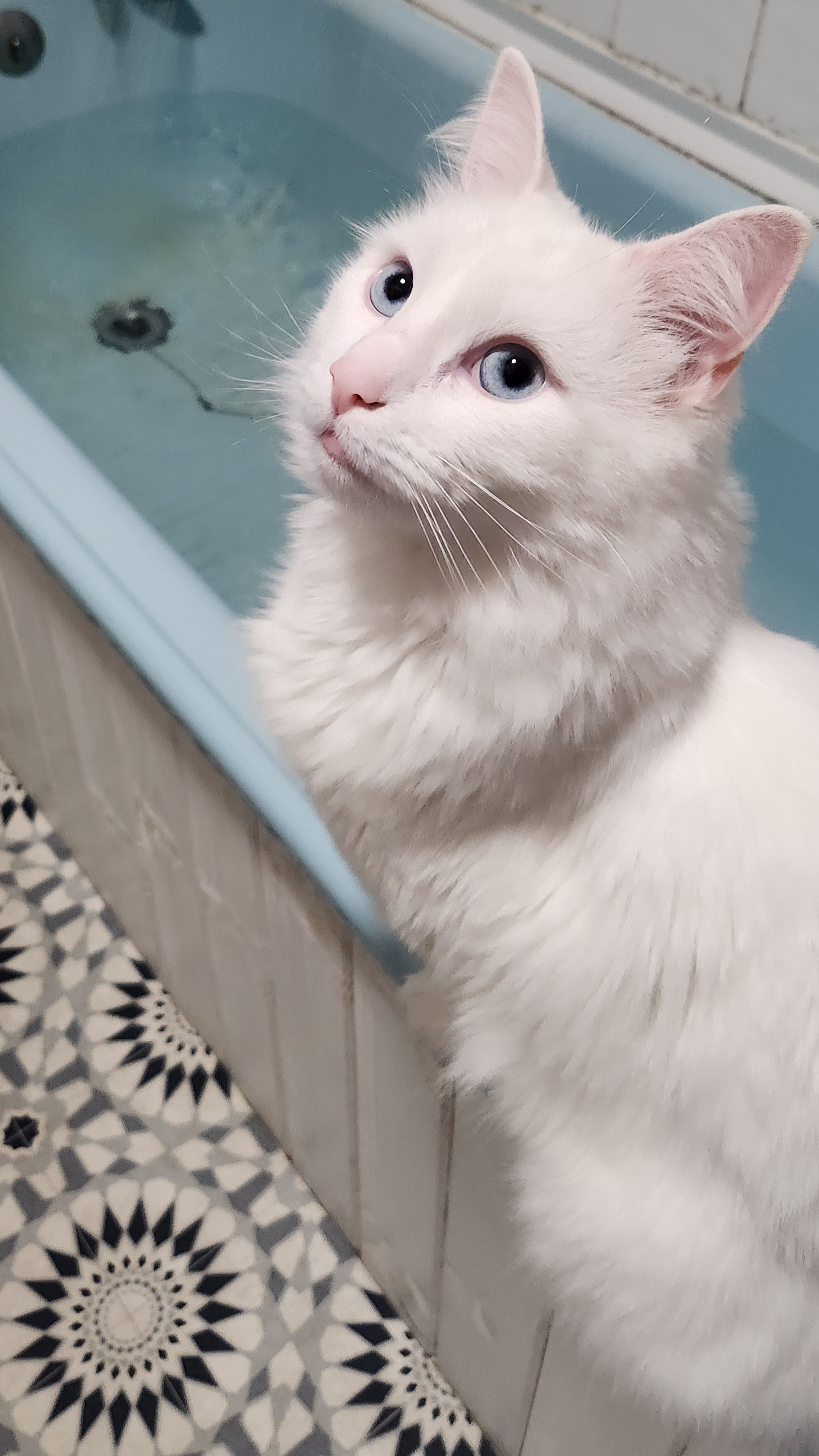 cat in a cat-tree