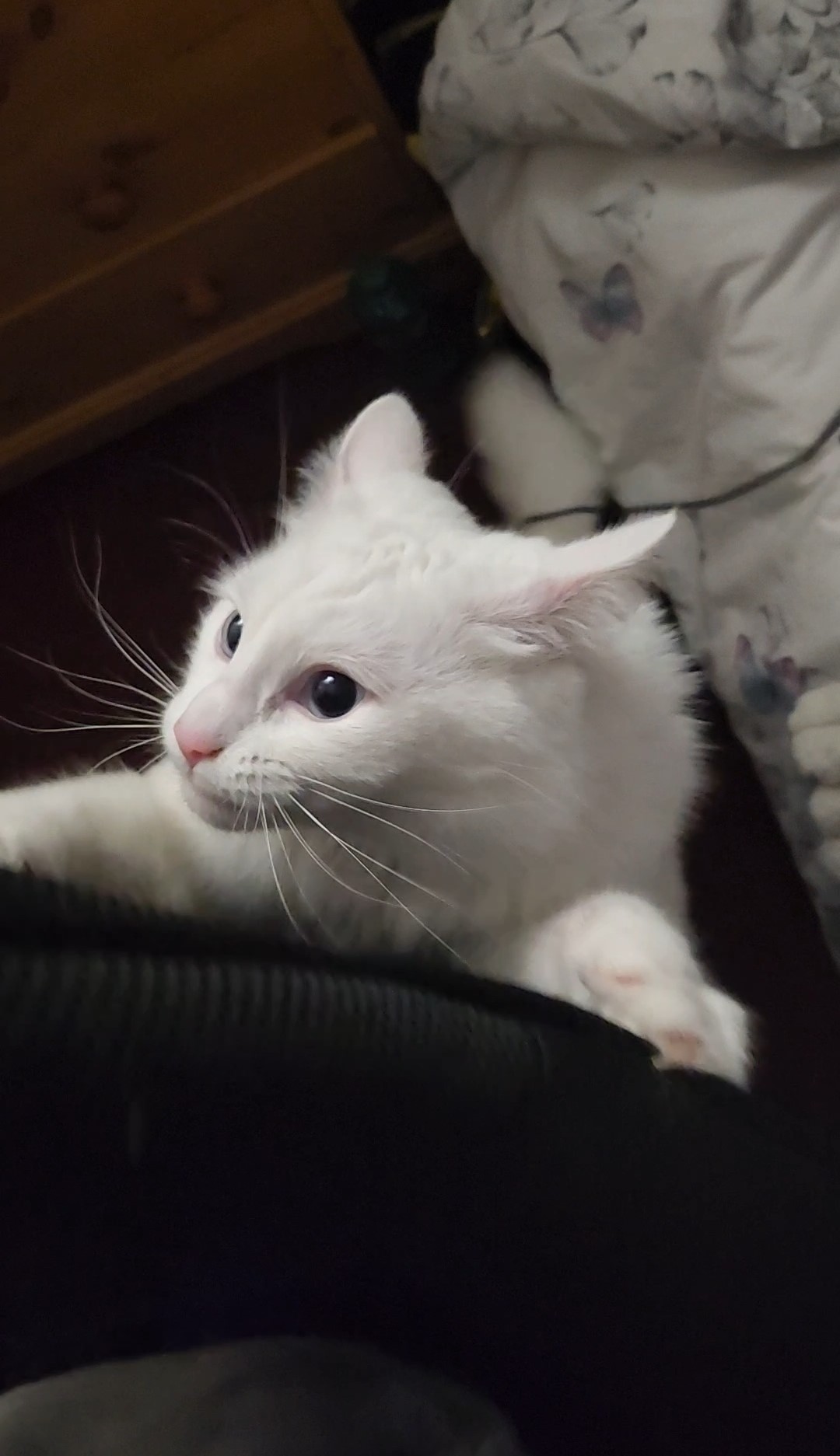 cat in a cat-tree