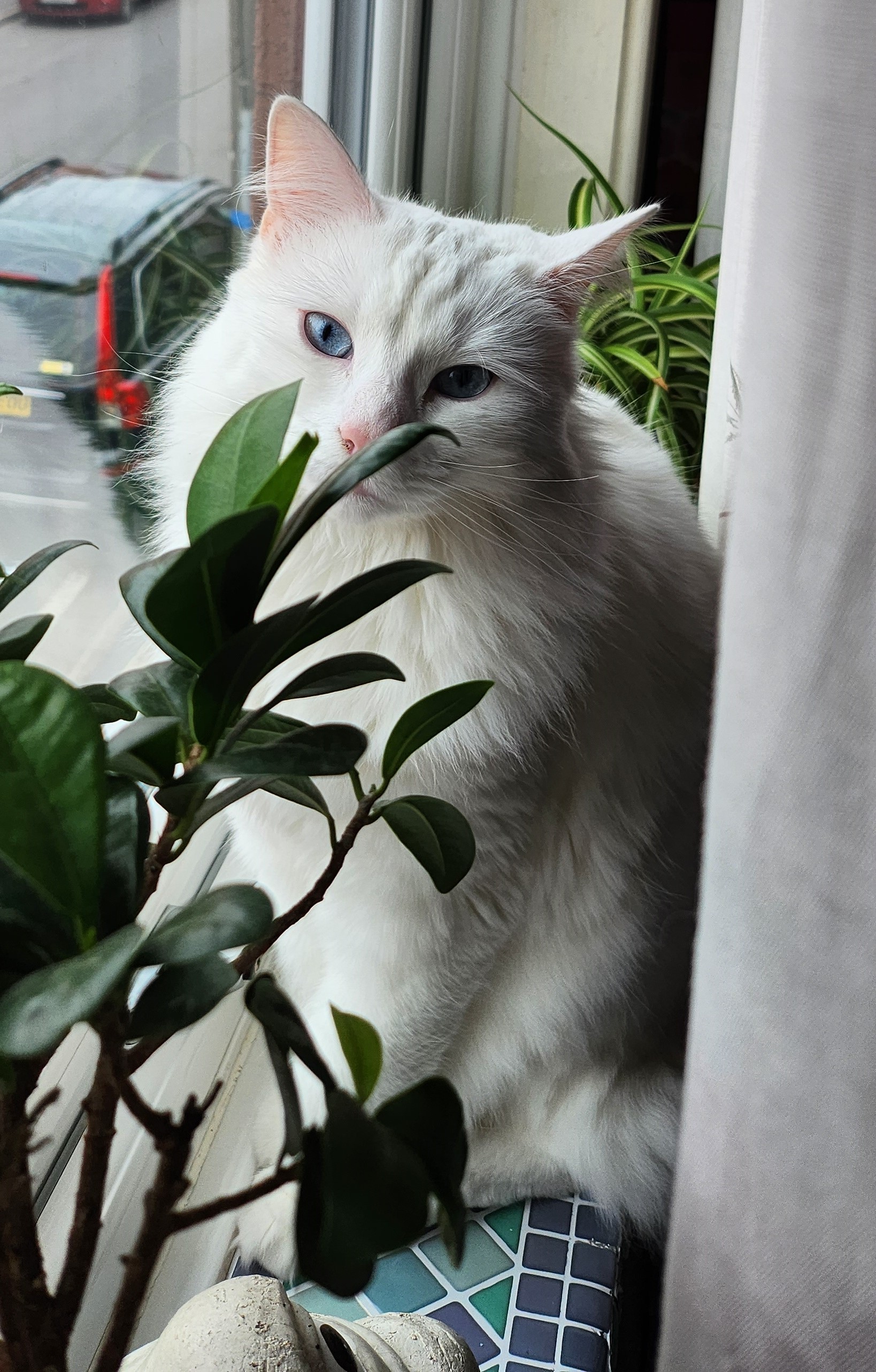 cat in a cat-tree