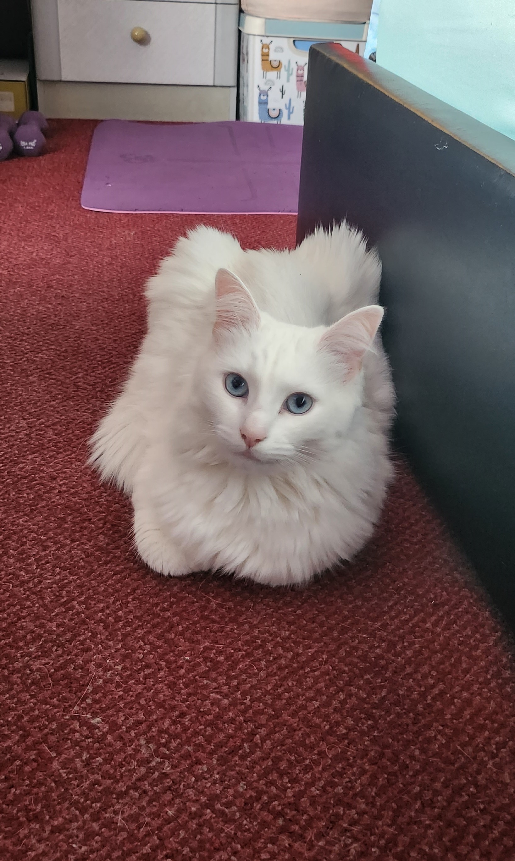 toilet loaf