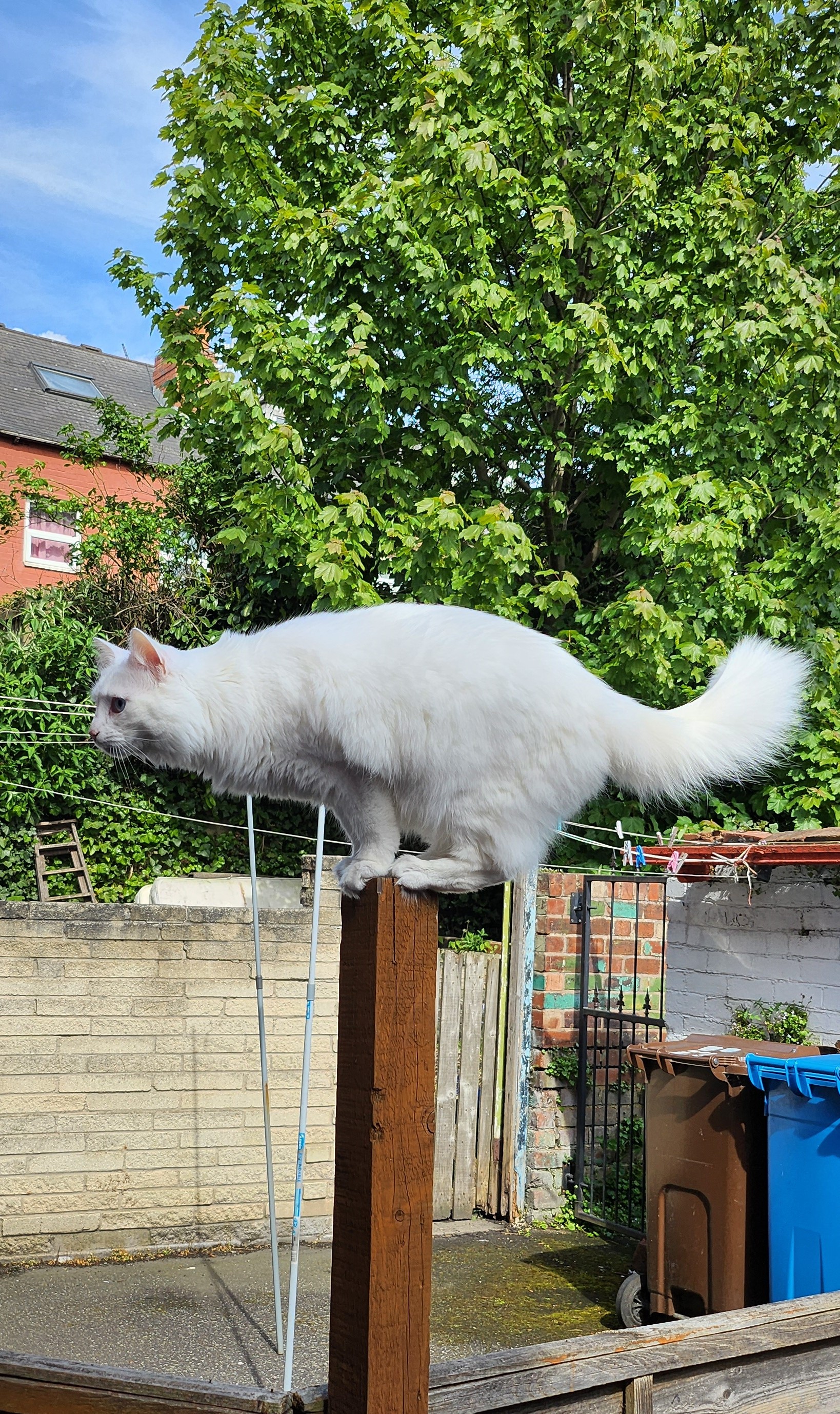 cat in a cat-tree