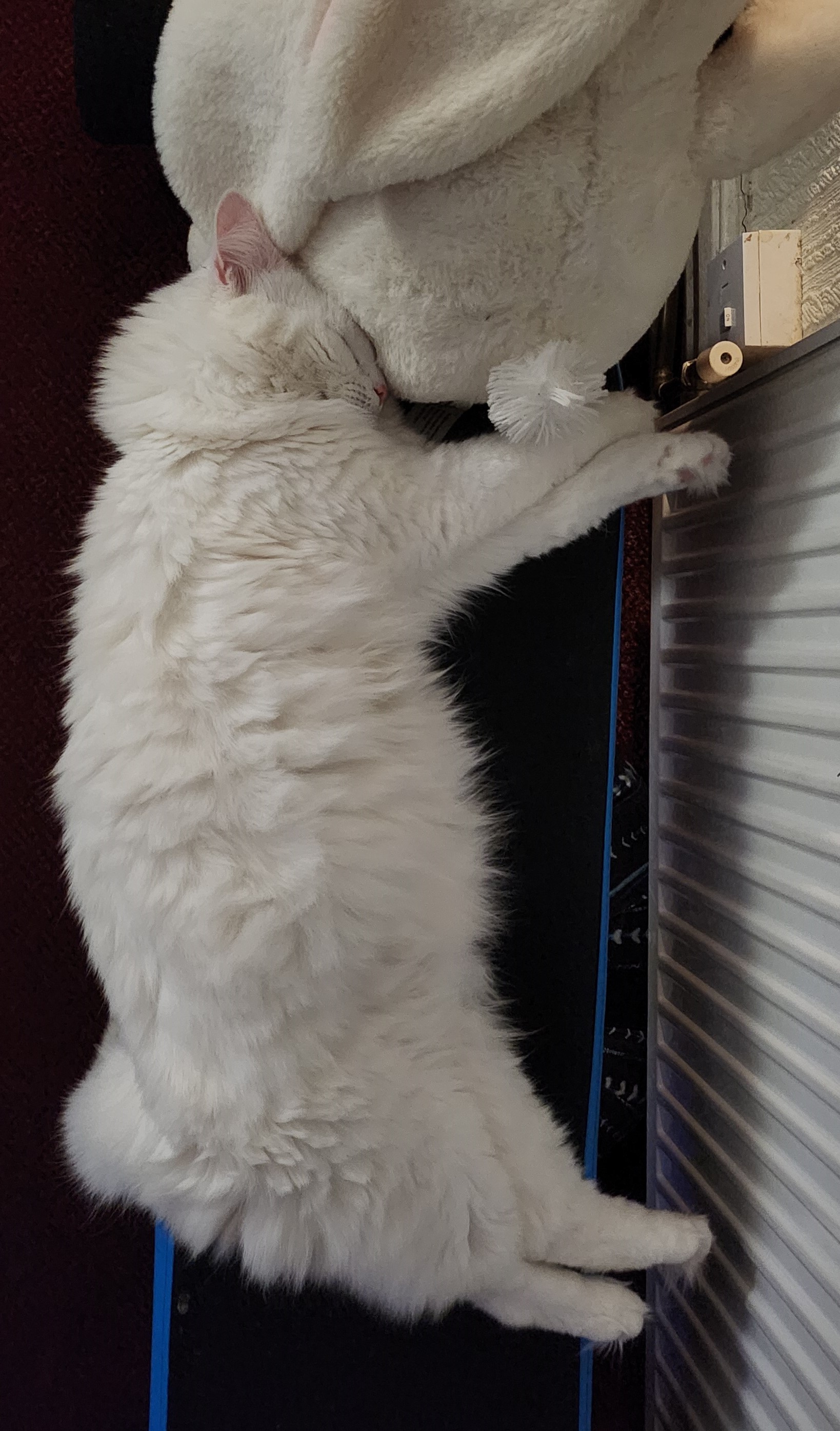 cat sleeping