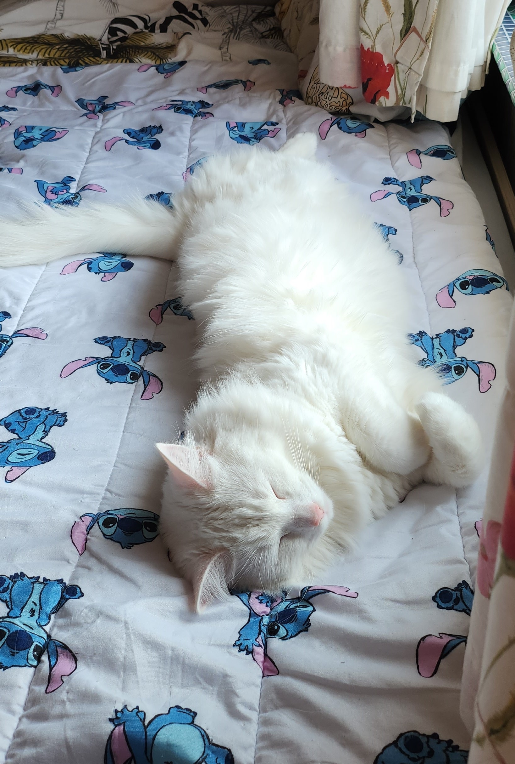 cat sleeping