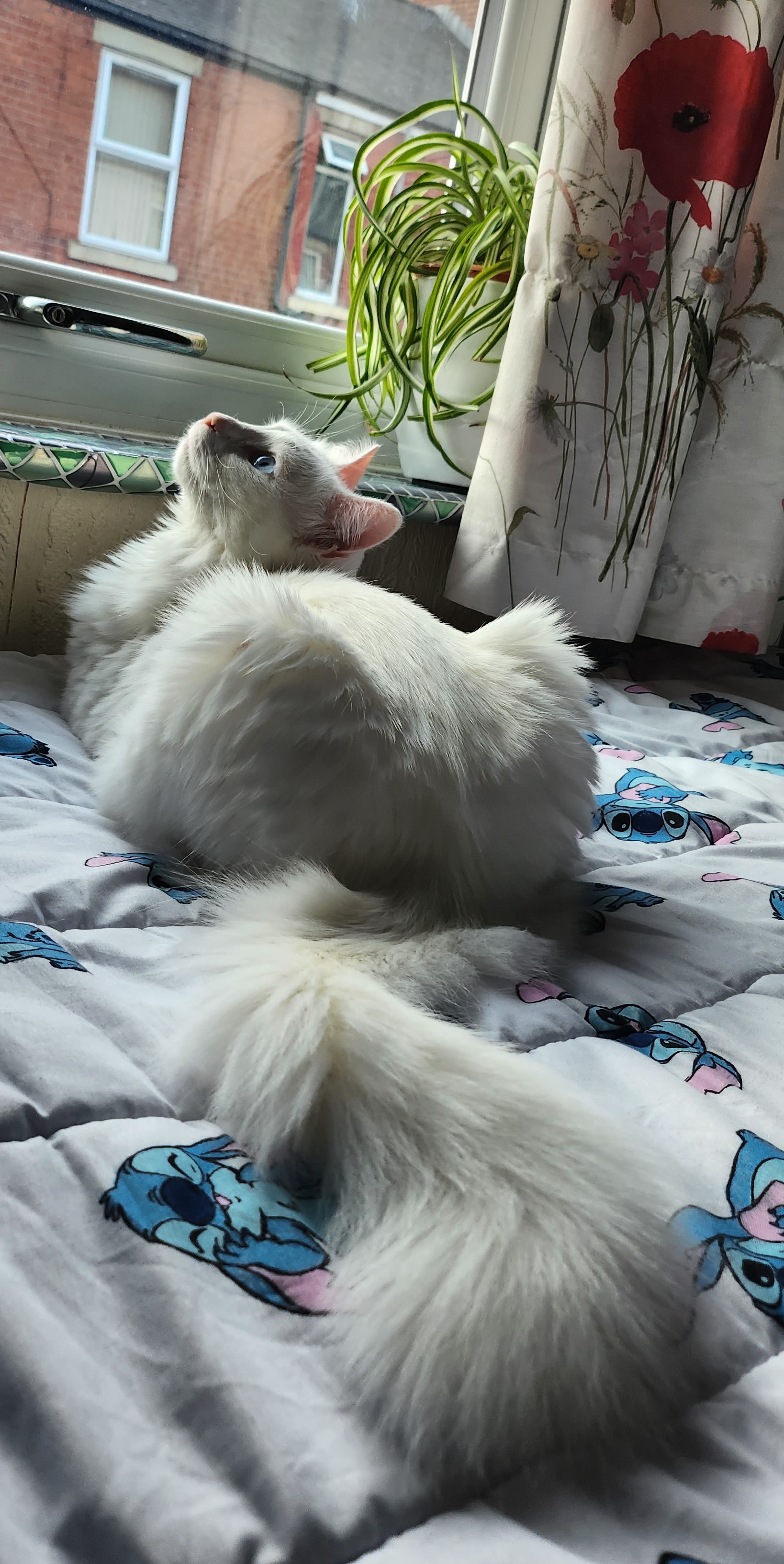 cat in a cat-tree