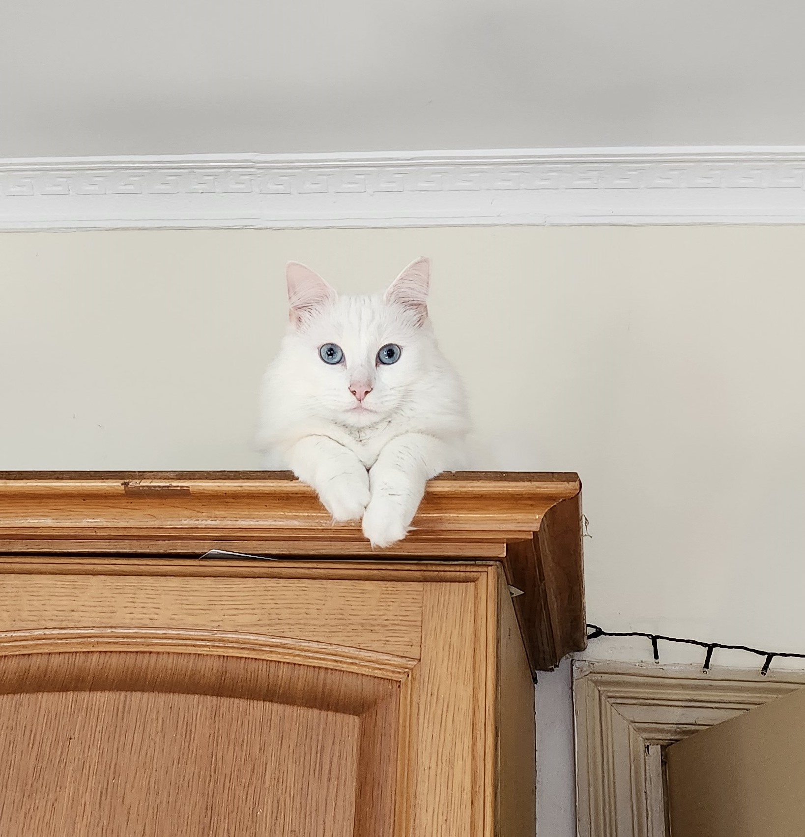 cat in a cat-tree