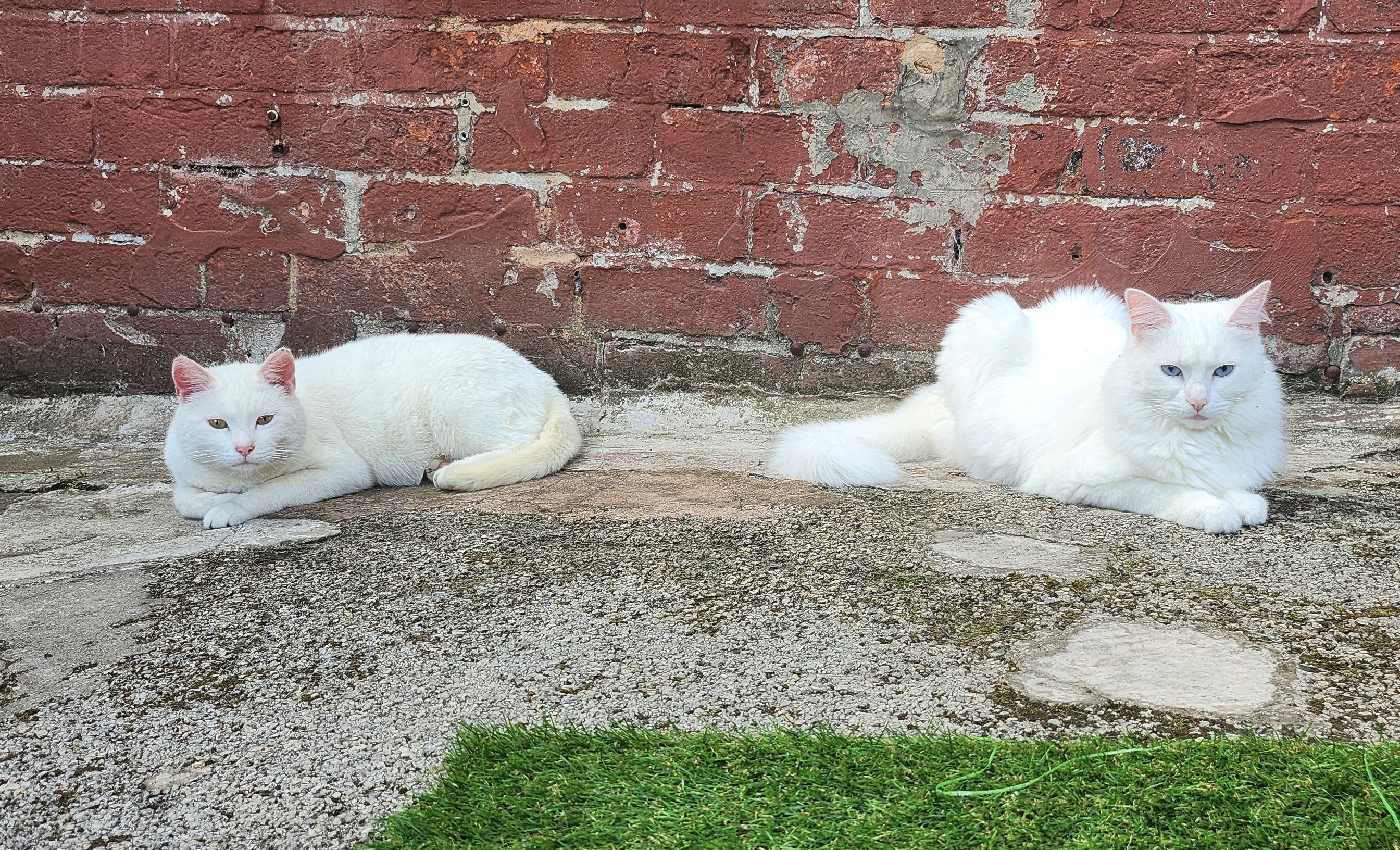 white cat lying
