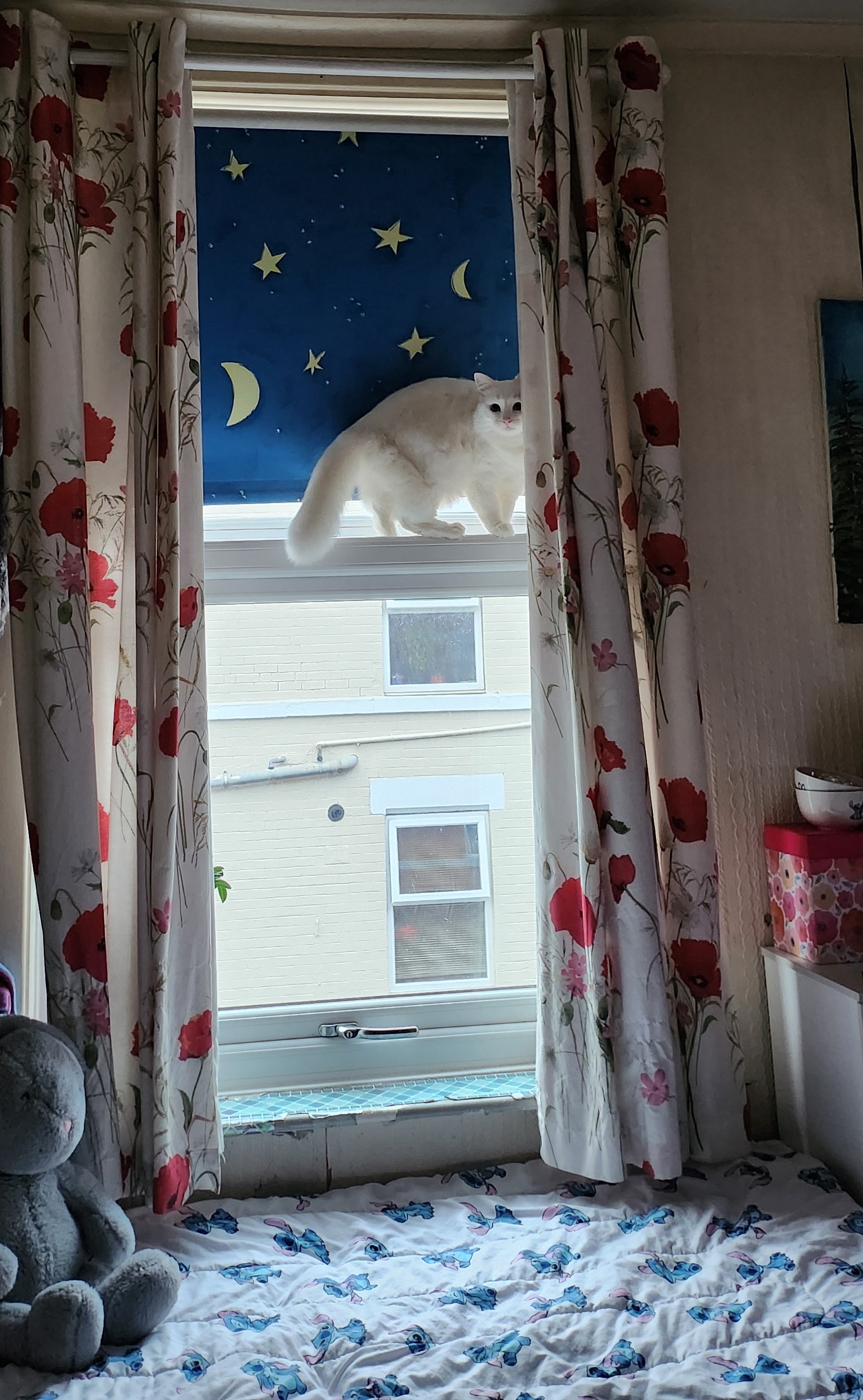 cat in a cat-tree