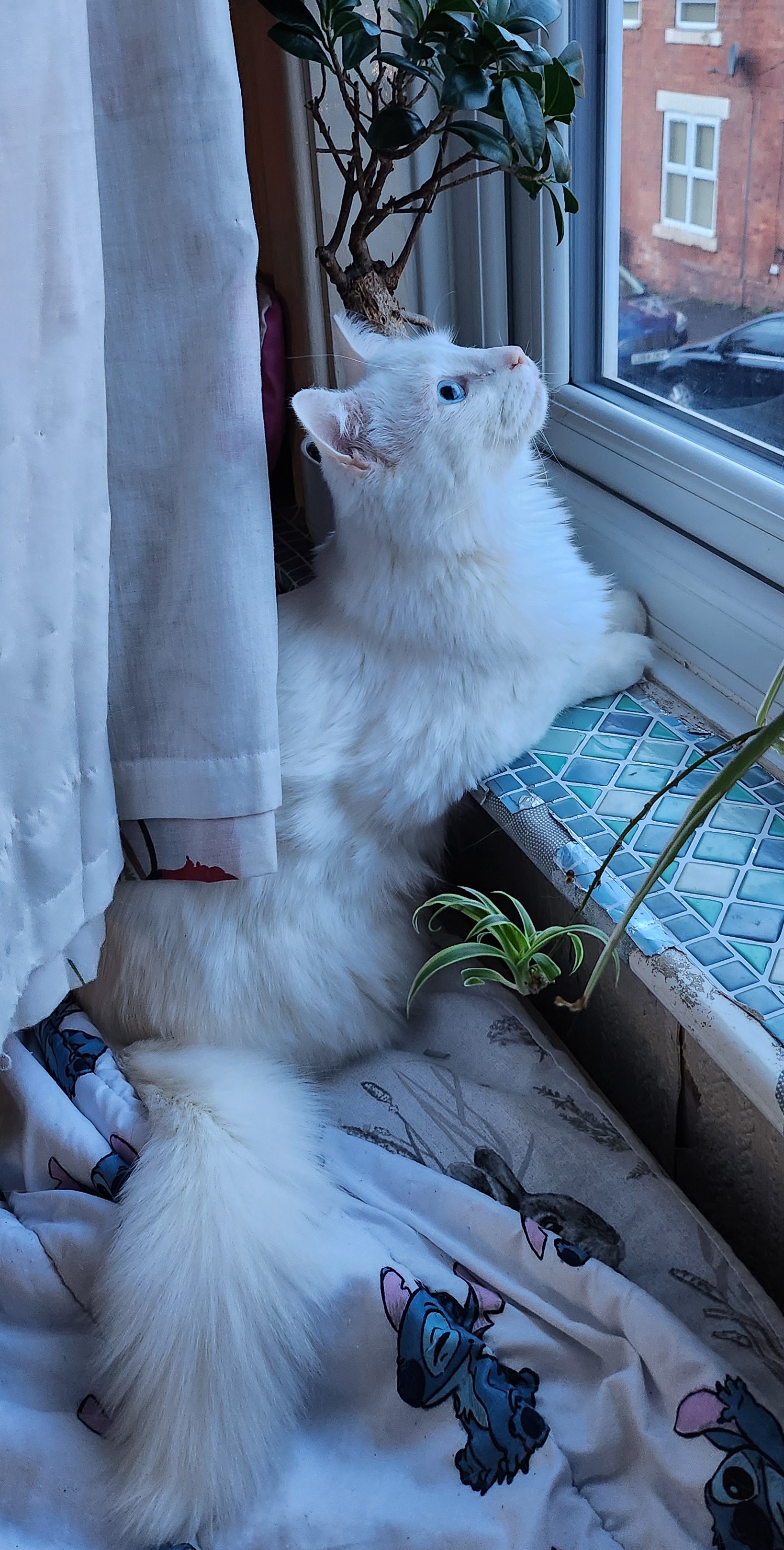 cat in a cat-tree