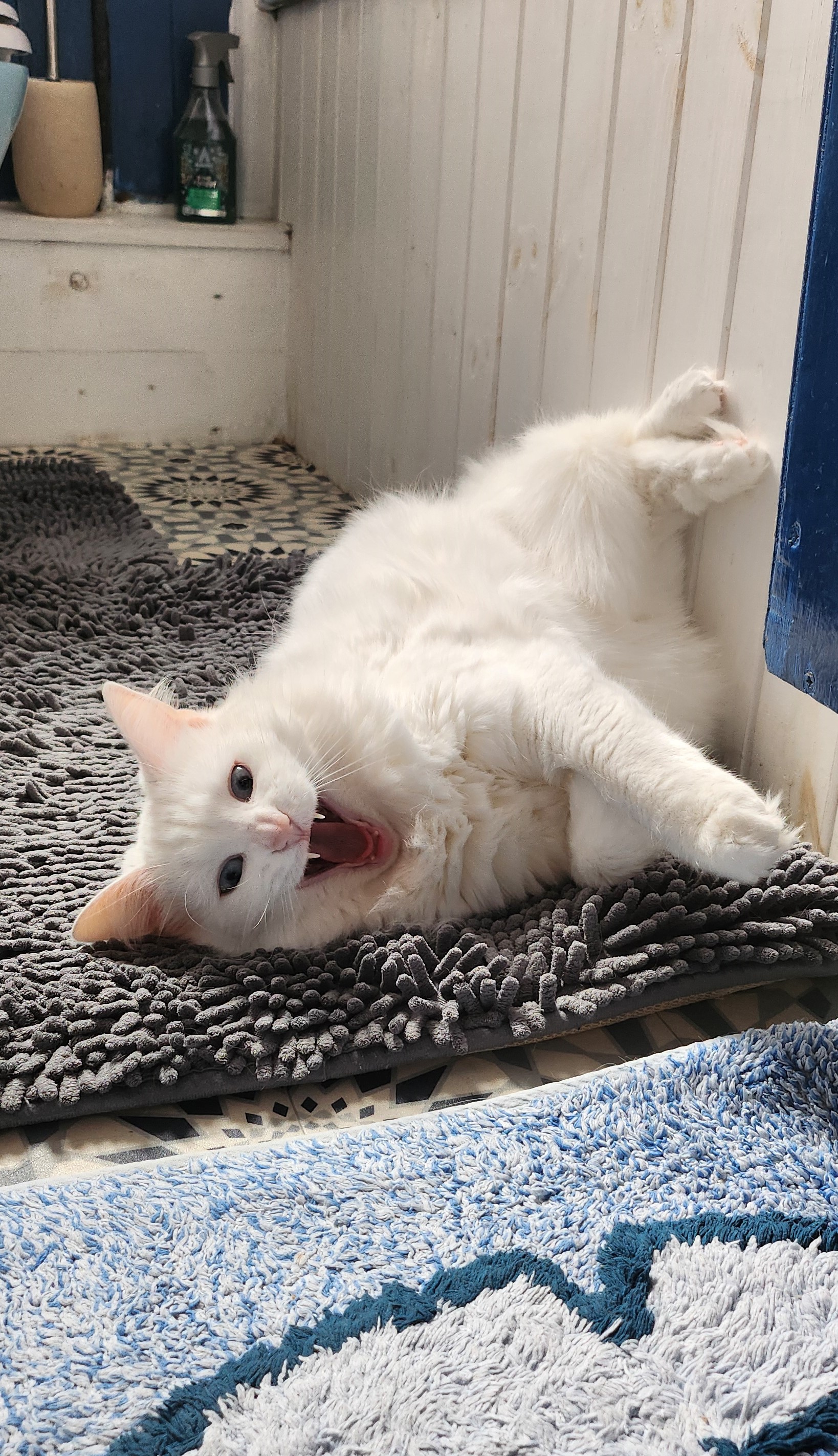 cat sleeping