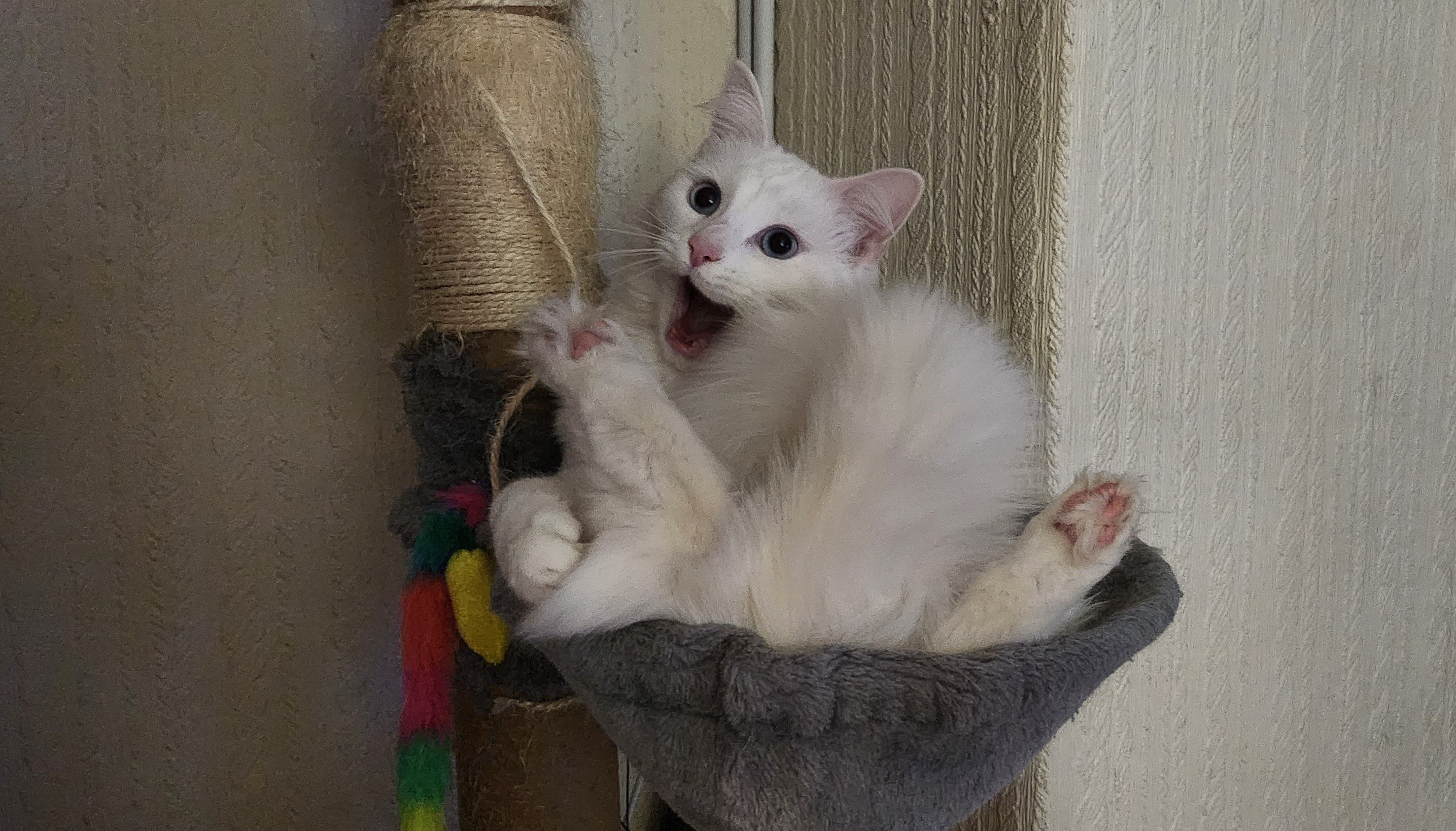 white cat lying