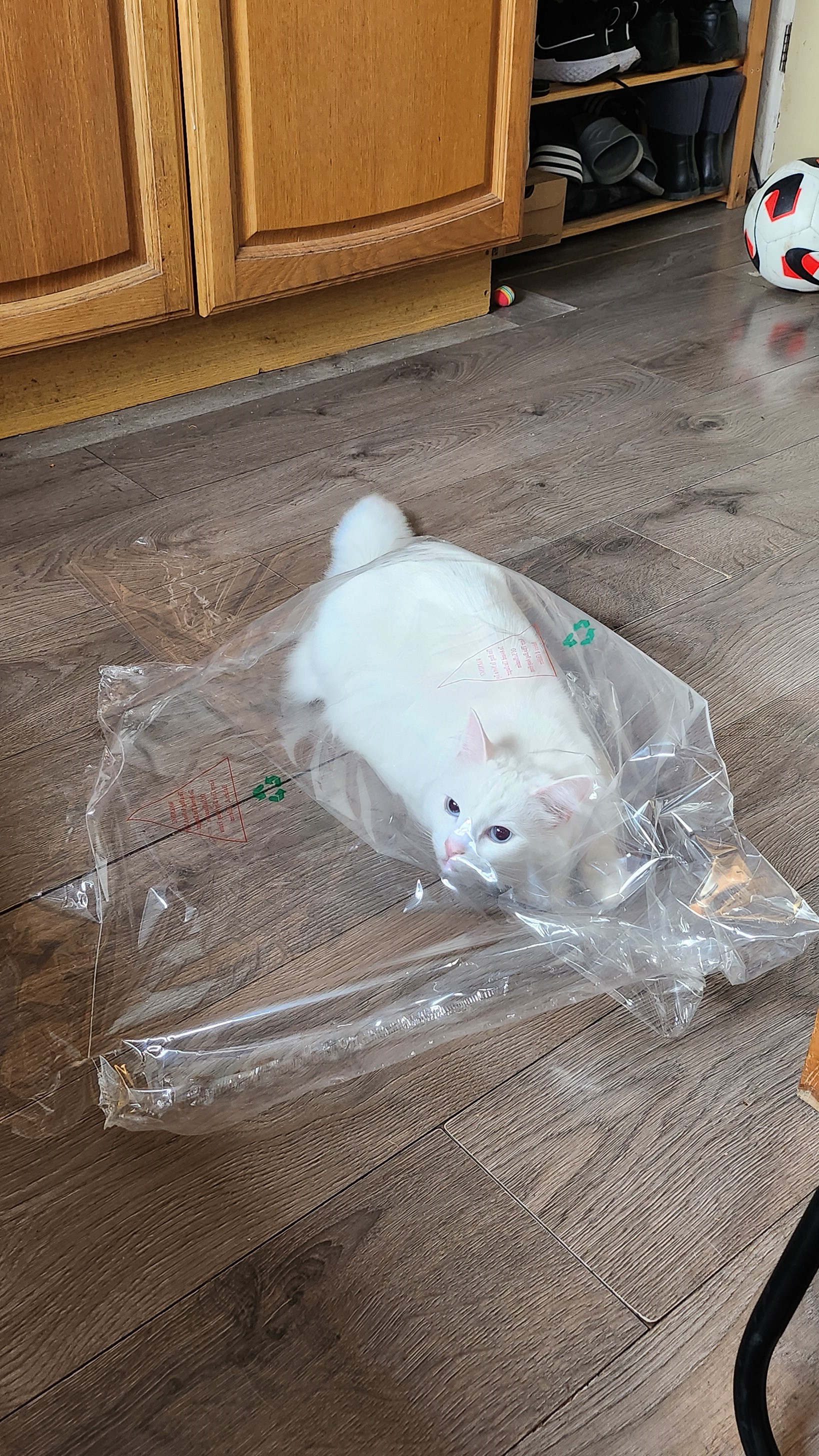 two white cats kissing