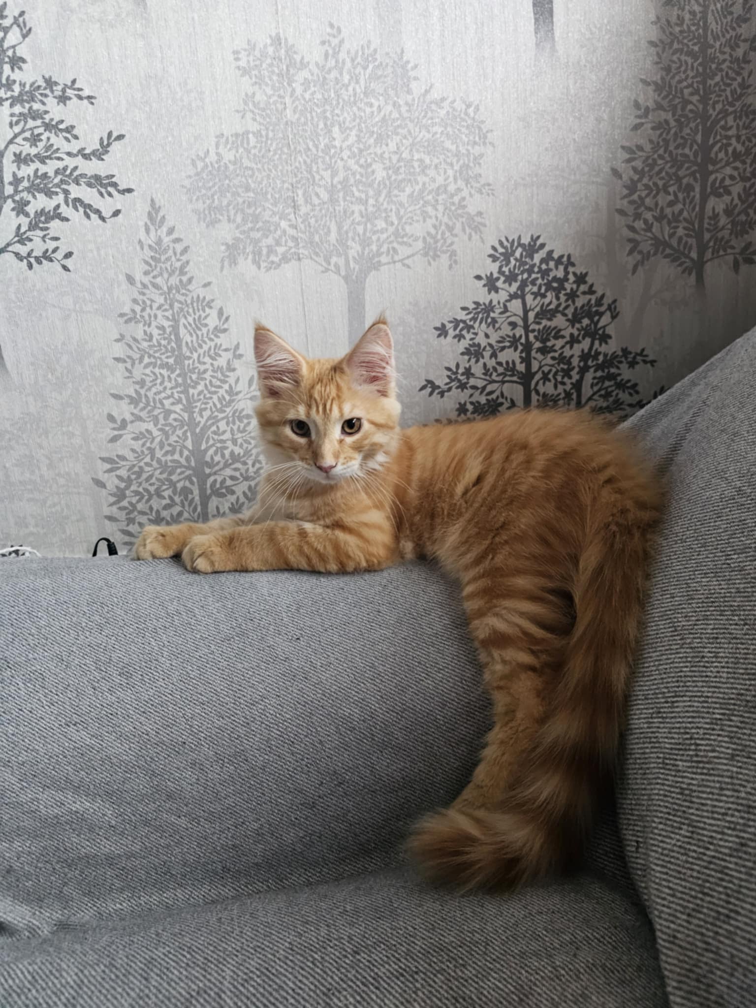 ginger cat