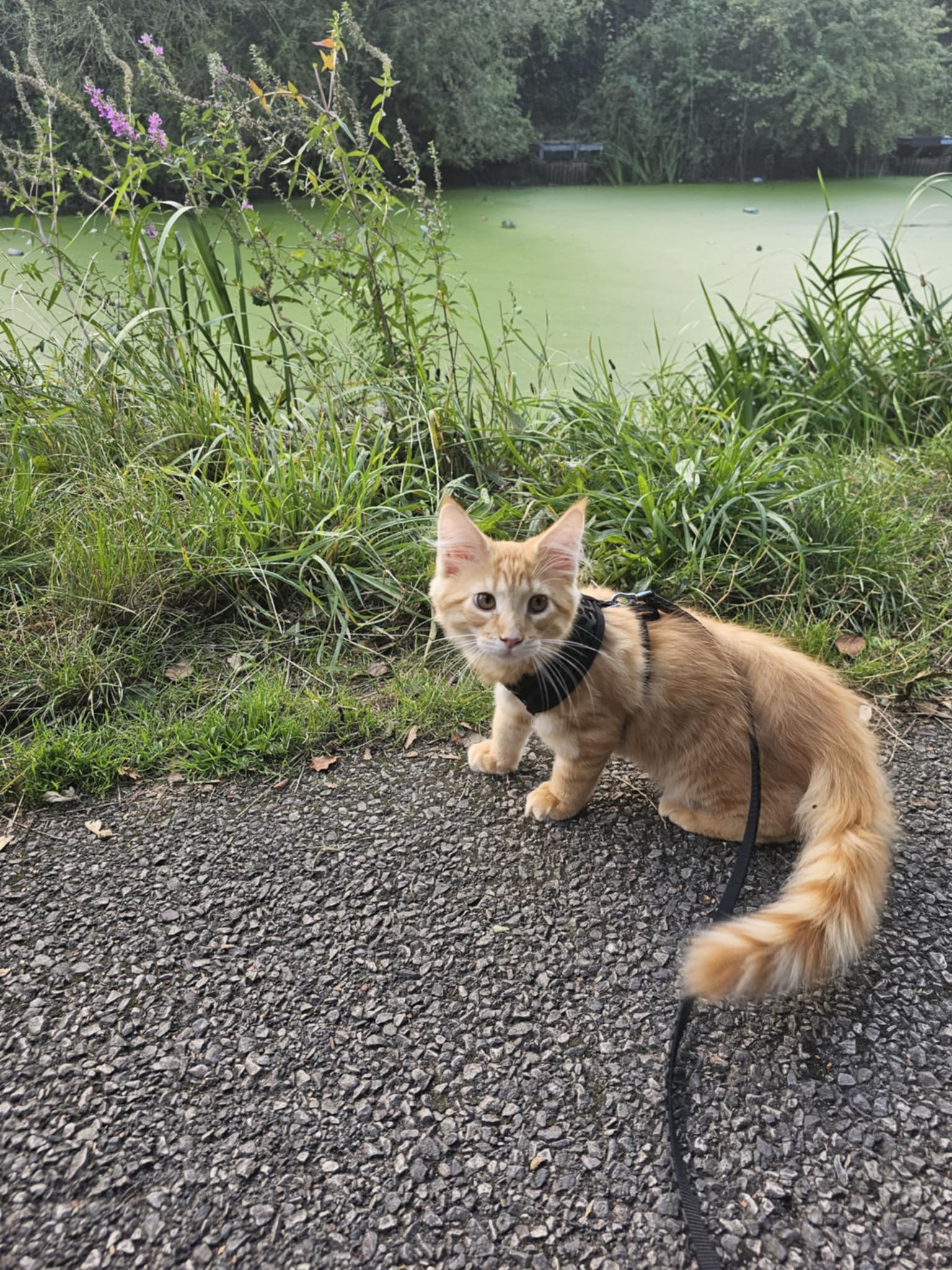 ginger cat on leash
