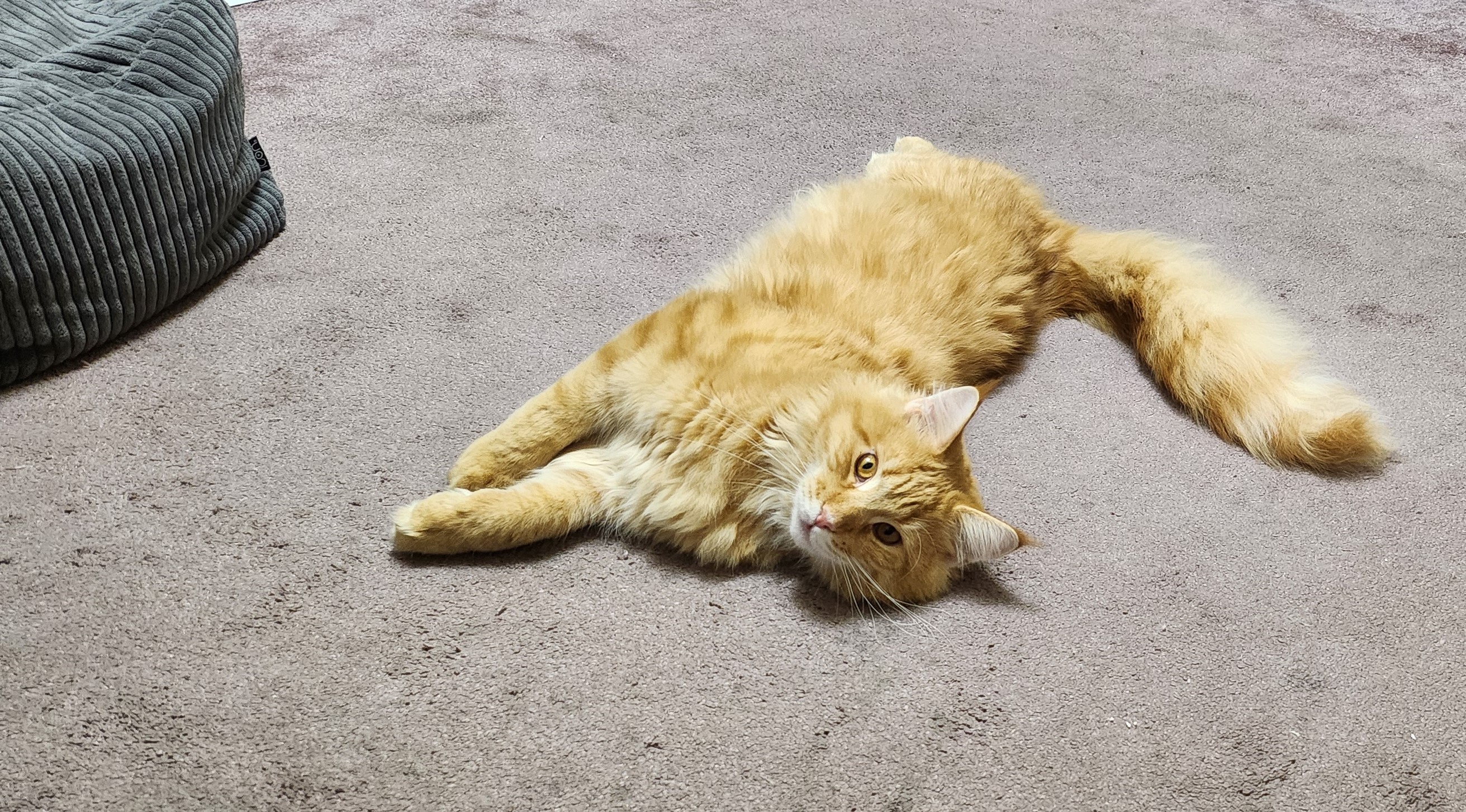 ginger cat