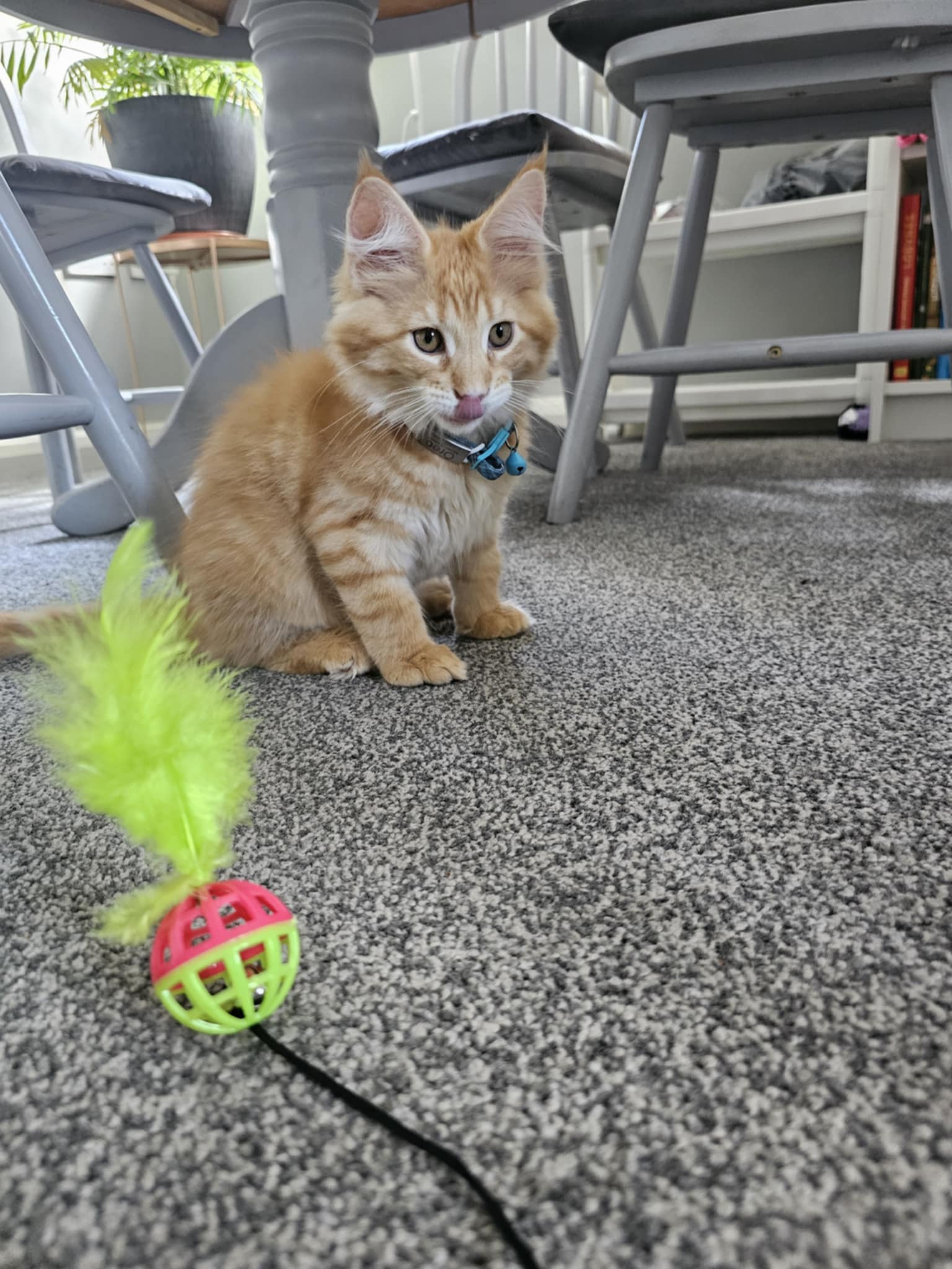 ginger cat