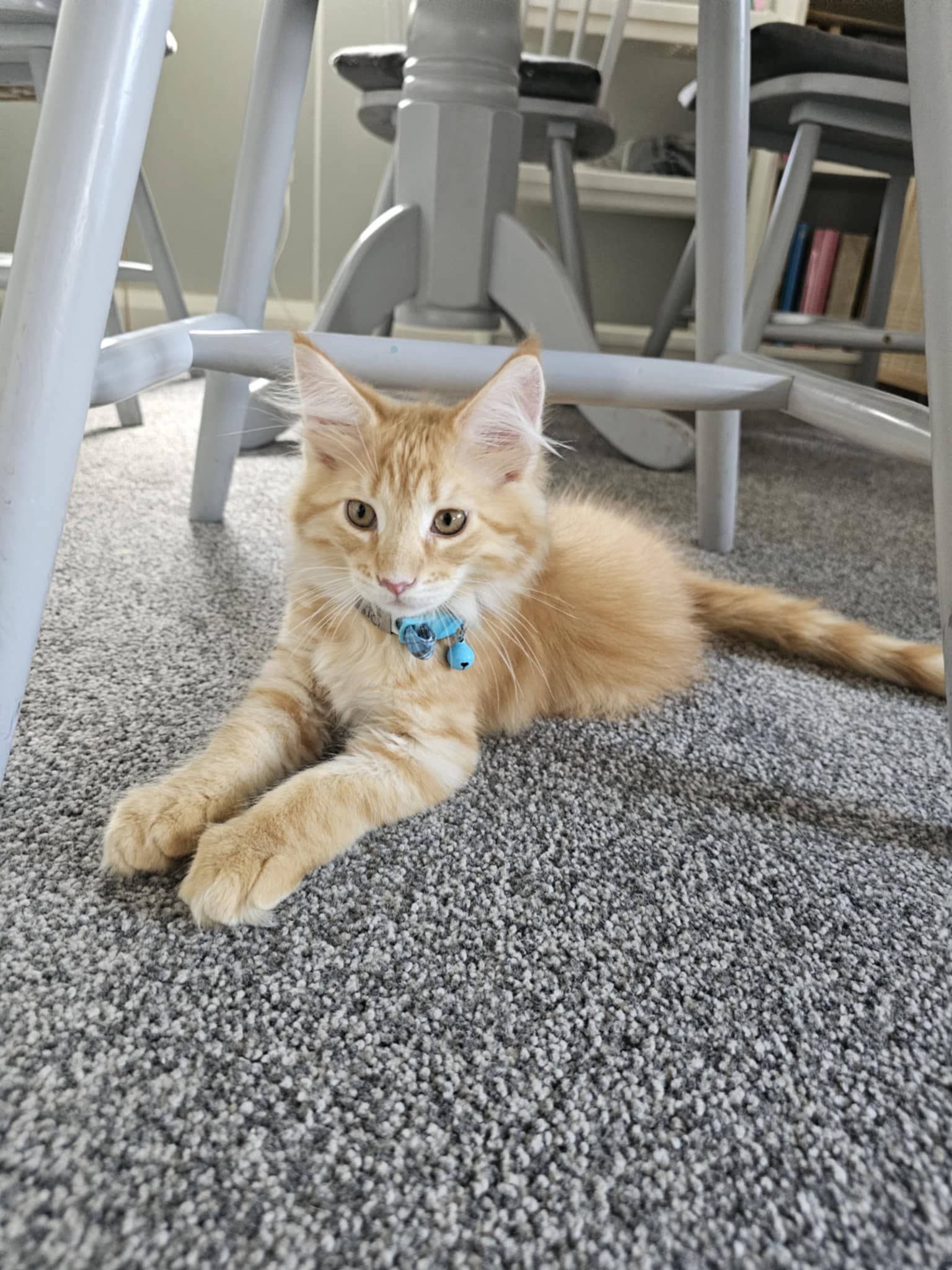 ginger cat