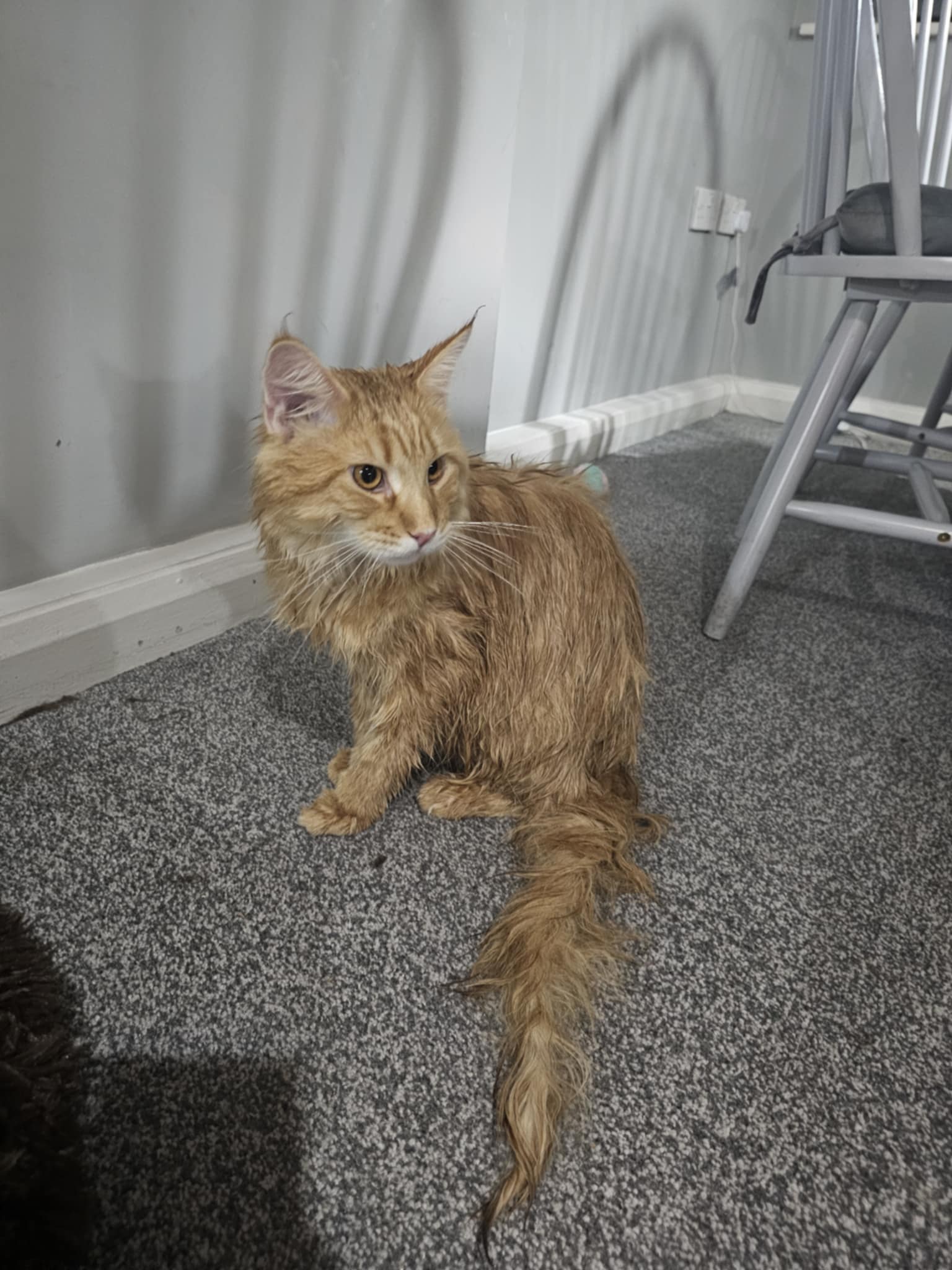 ginger cat