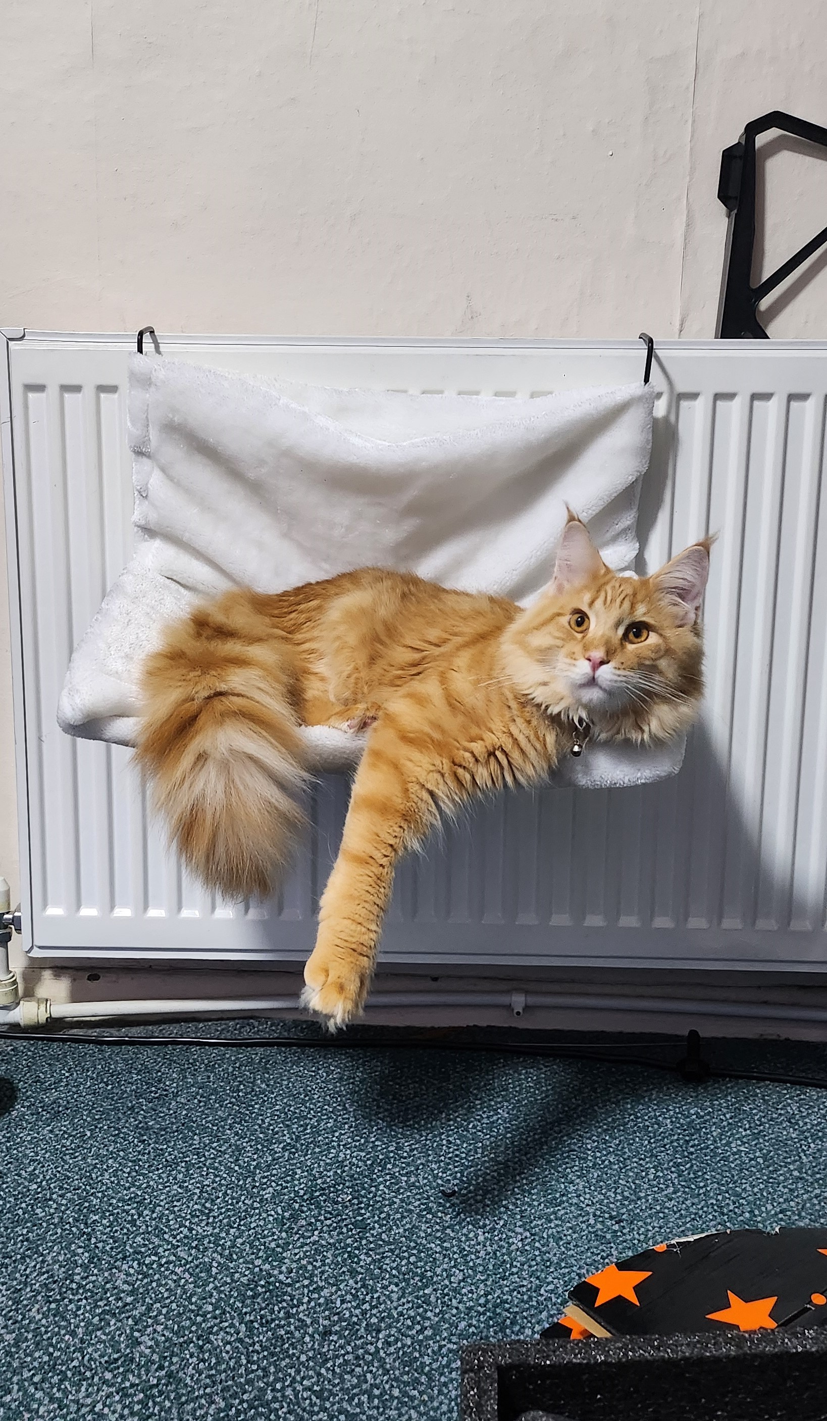 ginger cat