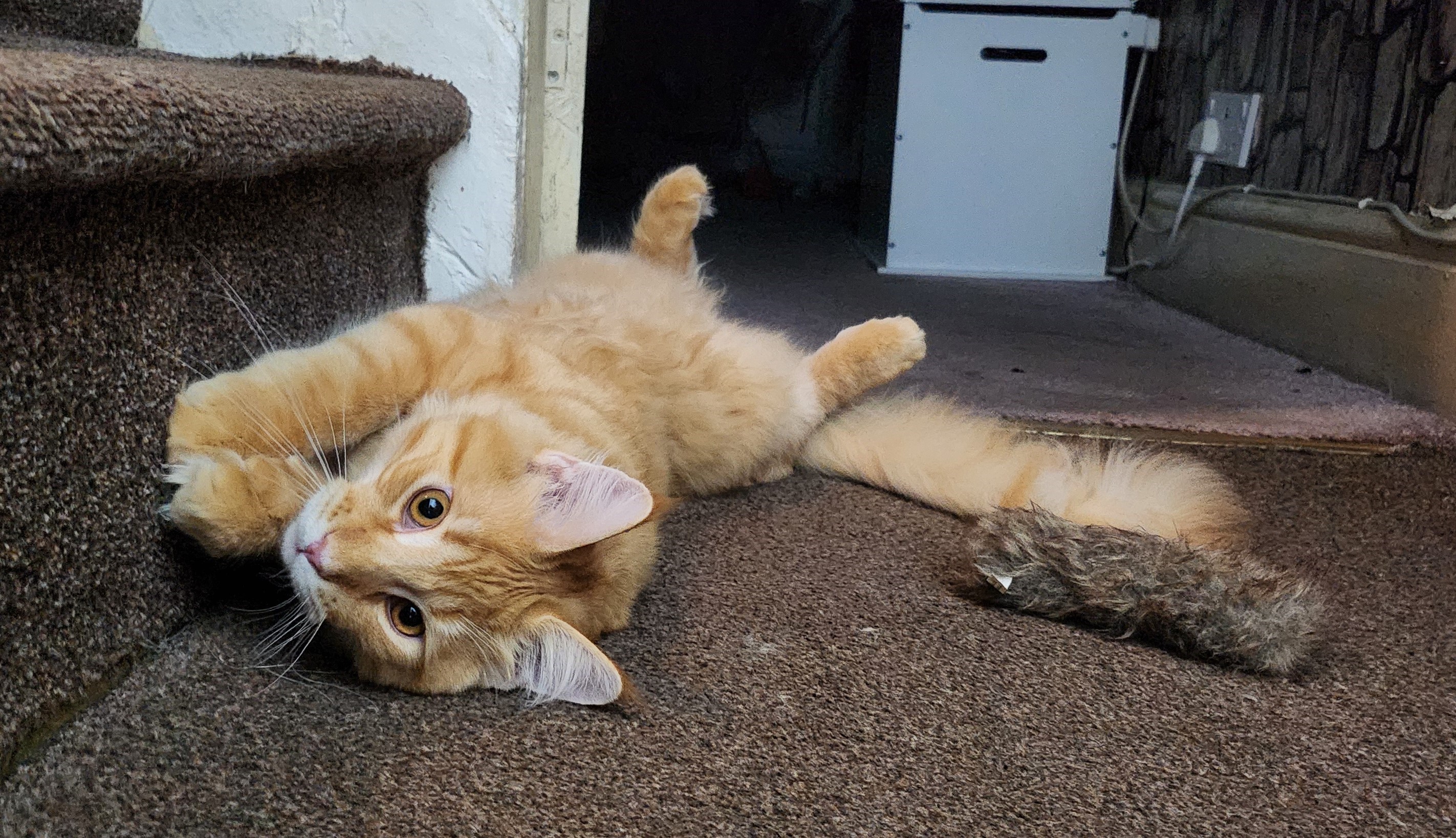 ginger cat