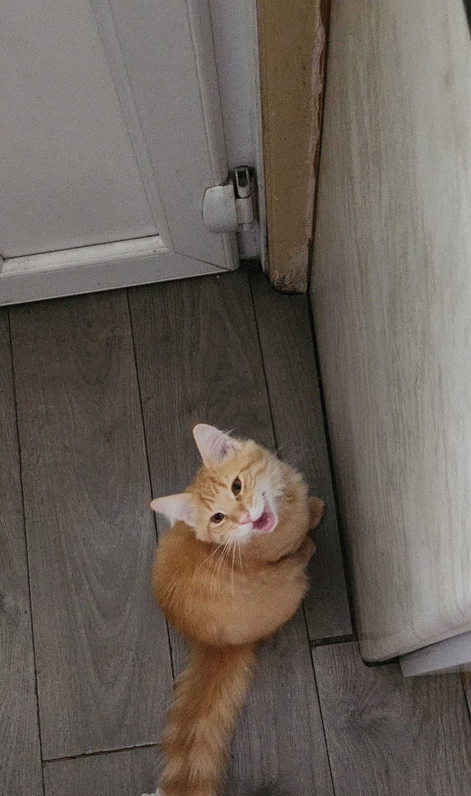 ginger cat
